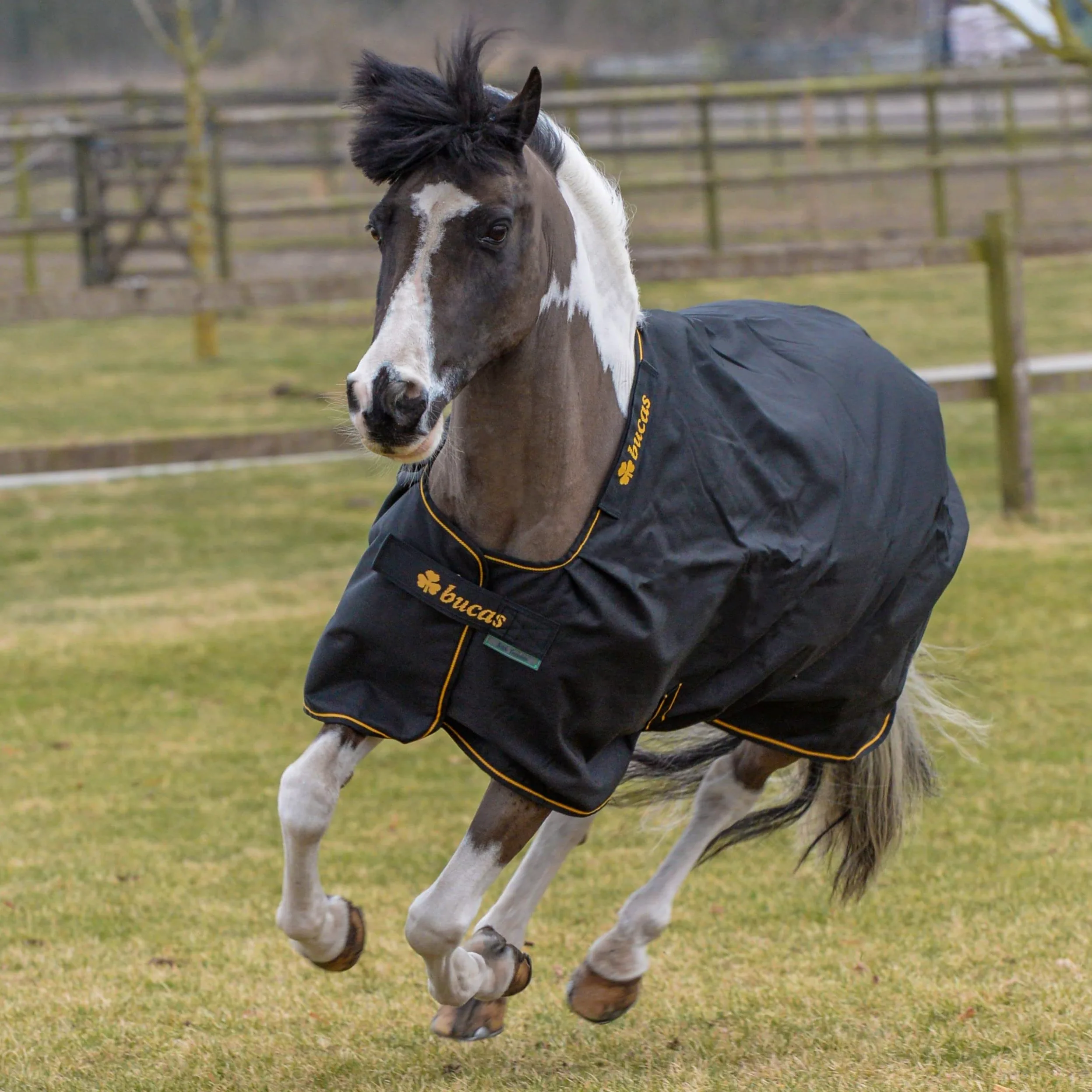 Bucas IrishTurnout - Coperta per cavallo, extra 300 g, 130 SW/Gold