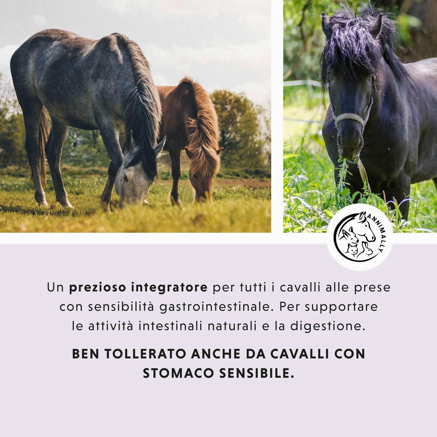 Liquido Gastro Intestinale per cavalli 1000 ml - Gastro Colon Vital per supportare la digestione, ad esempio in caso di diarrea - Erbe naturali per lo stomaco dei cavalli