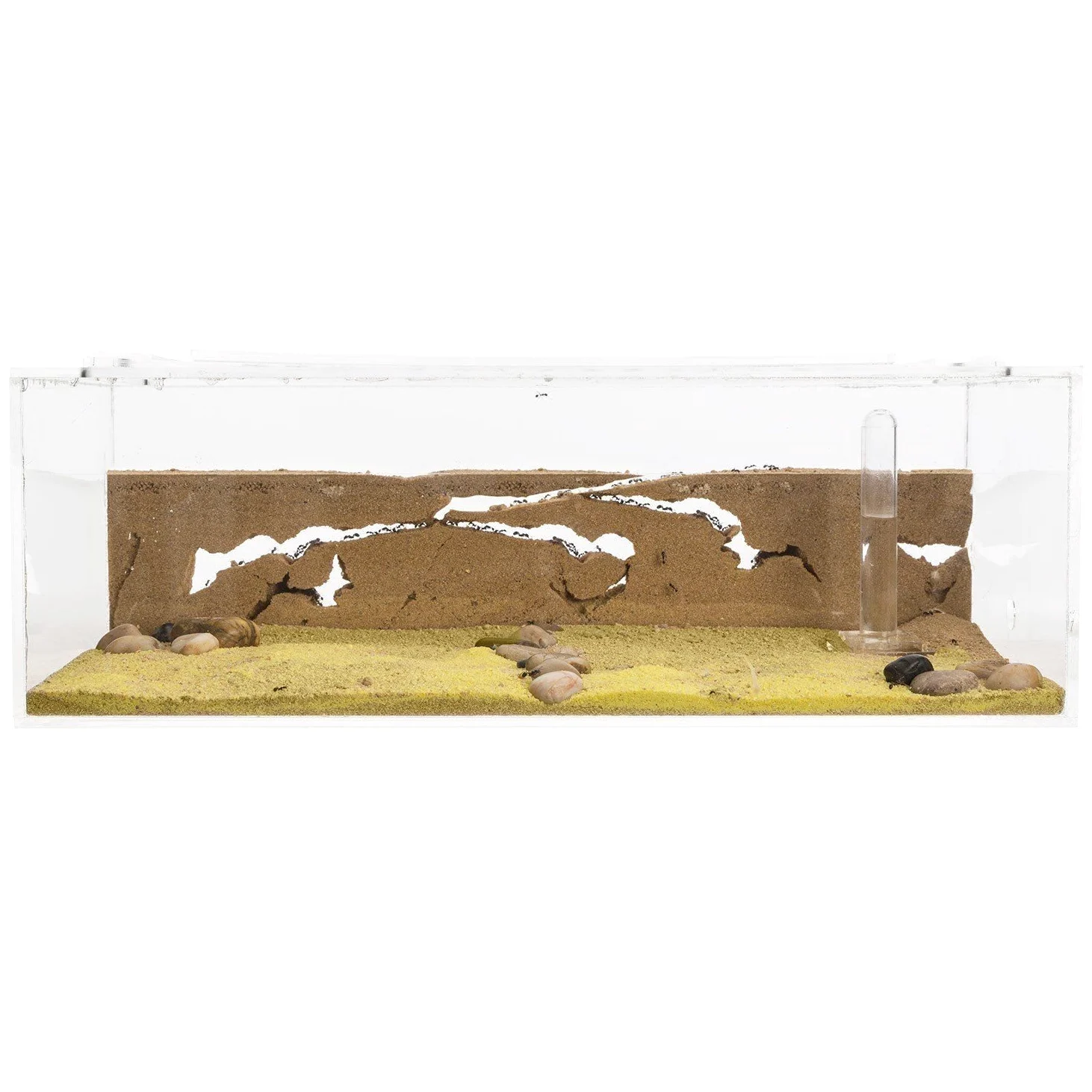 AntHouse - Fattoria di formiche in sabbia naturale - Set iniziale in acrilico grande 30x15x10 cm (Formiche)