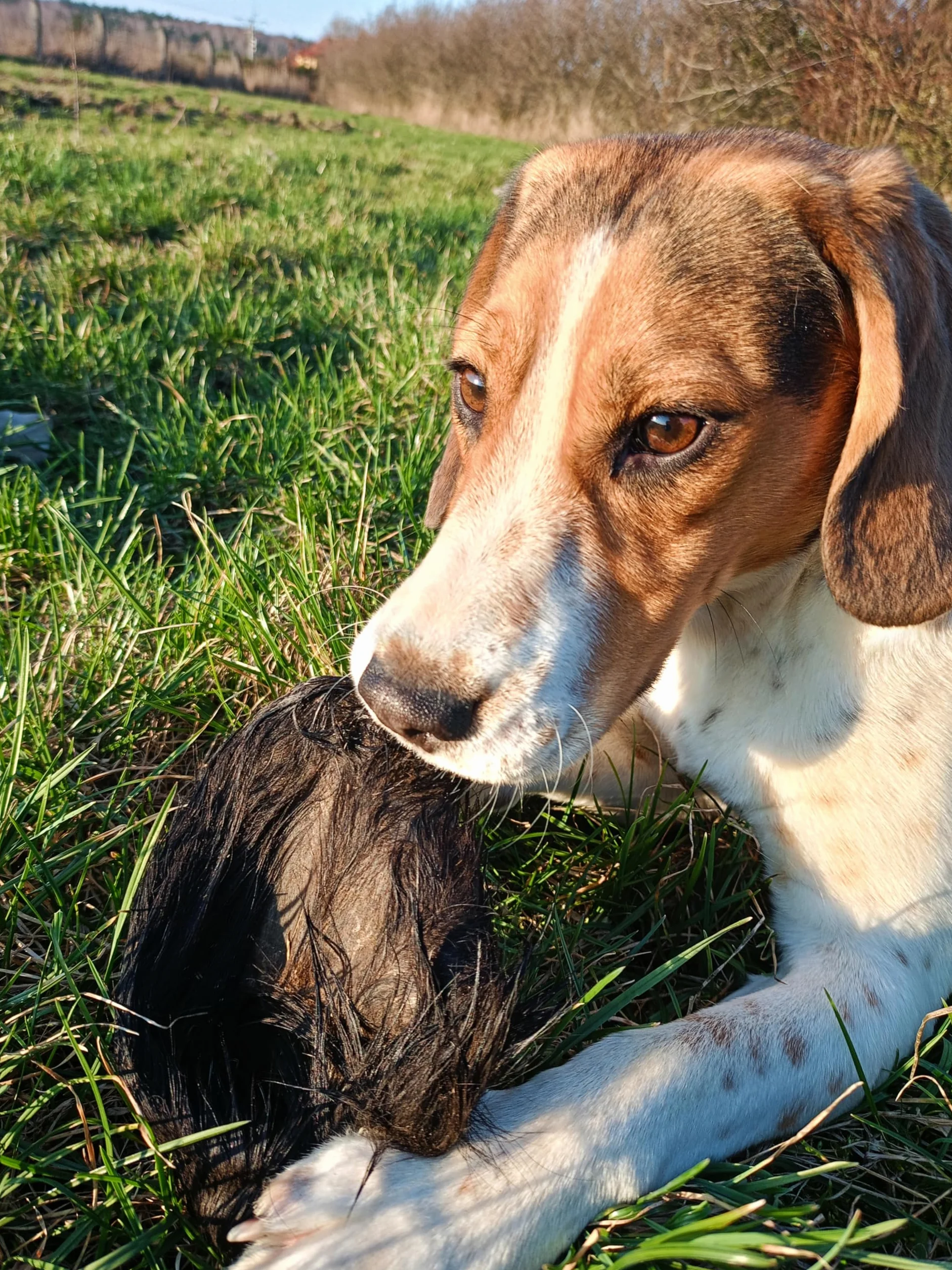 Premium - Orecchie di bovino per cani – XXL – orecchie di manzo con pelliccia – orecchie di bovino come cuoio capelluto di bovino – articolo da masticare – Lucze Premium per cani (20 pezzi)