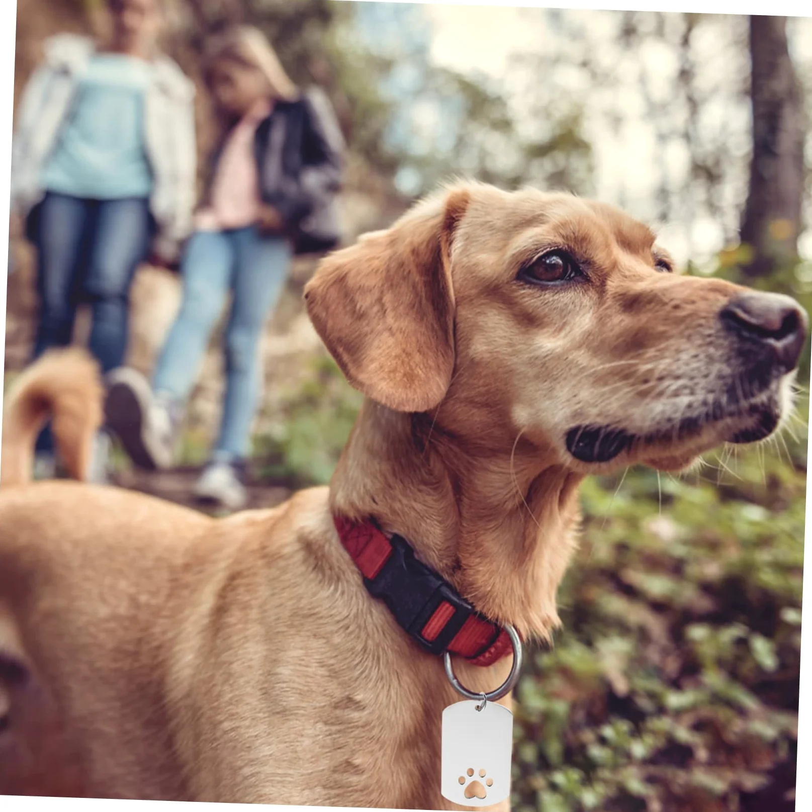 Operitacx 16 Pz Medaglietta Per Cani Targhetta Identificativa in Metallo Collari Identificativi Per Cuccioli Spazi Vuoti Per Medagliette Per Cani Cucciolo Collare Acciaio Inossidabile