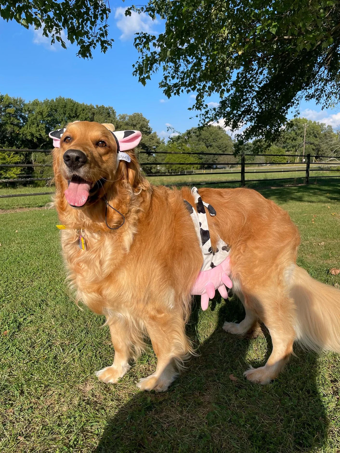 Midlee Costume per cani con fascia e mammelle