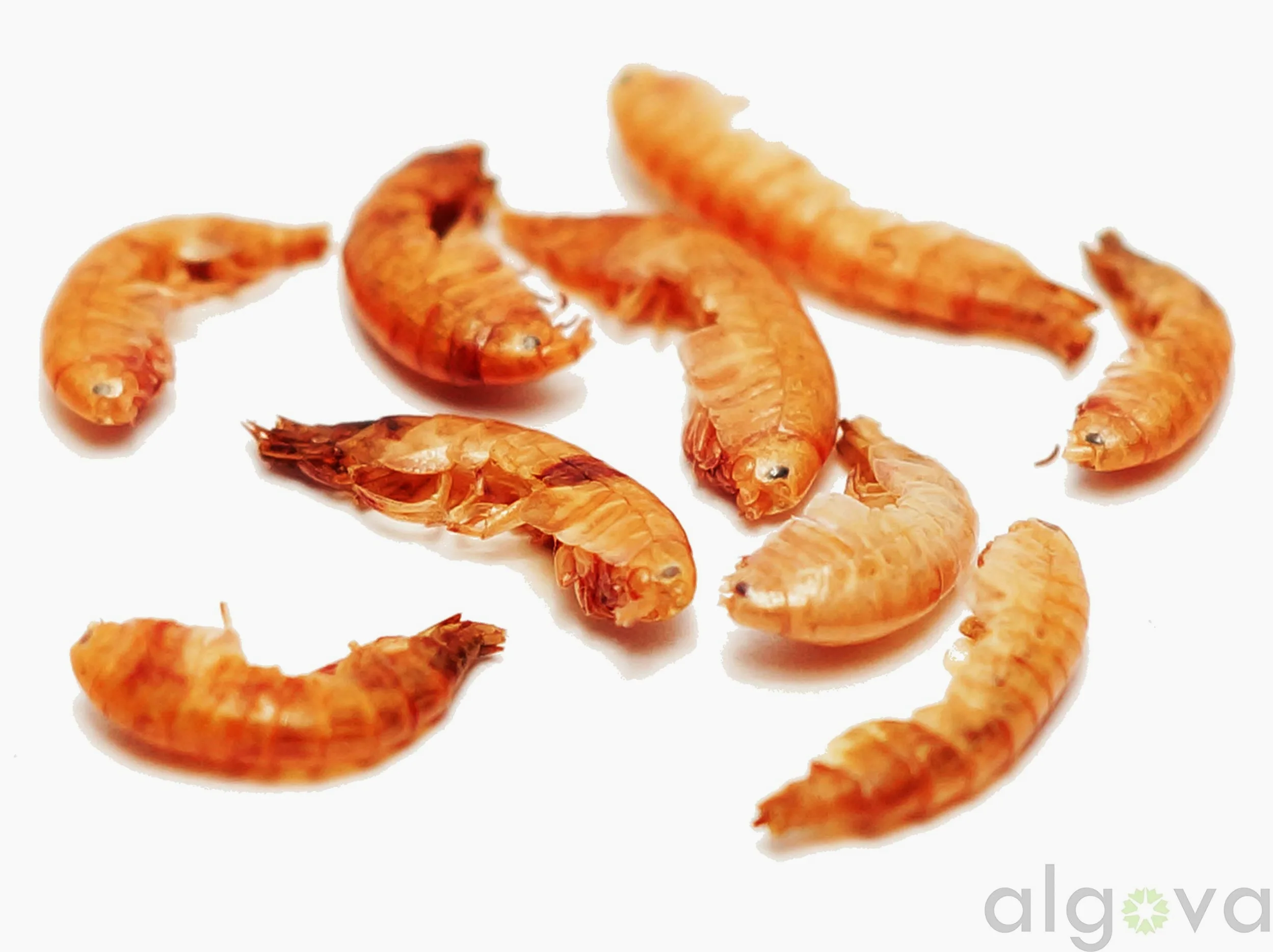 Gammarus gamberi essiccati - pesce cibo pesci pesci rossi pesci di stagno koi - cibo tartarughe rettili e polli 3kg