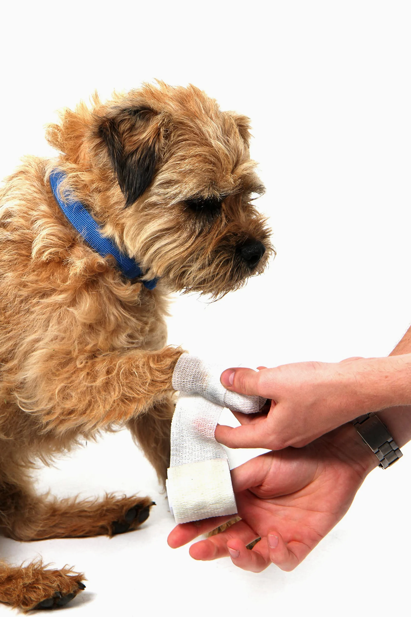 Mountain Paws Kit di Pronto Soccorso Multiuso per Cani da Viaggio, per casa, all'aperto o in Viaggio, Rosso