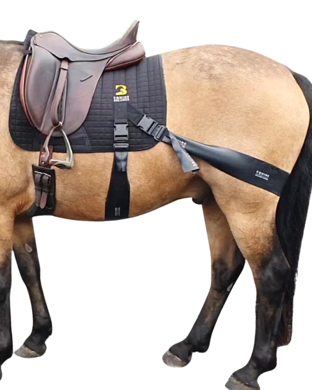 Equine Band System – Dressage Core Conditioner Training Aiuto per cavalli con fasce fisioterapiche professionali e sottosella dressage Equine Balance Bands.