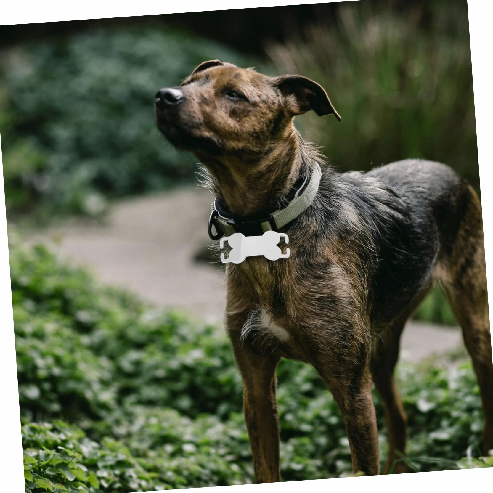 HANABASS 30pezzi Medagliette Acciaio Inossidabile Per Cani e Gatti Targhette Personalizzabili Forma Di Osso Per Animali Domestici Accessori Pratici e Versatili Per Identificazione Pet
