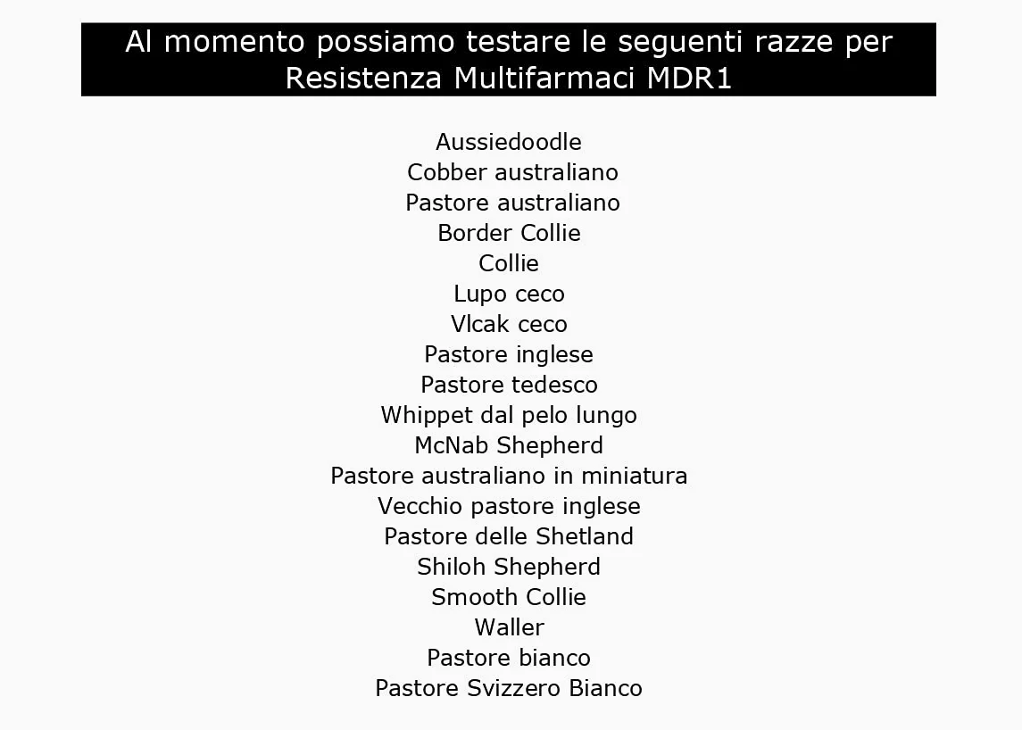 Kit per Test del Dna Resistenza Multifarmaci 1 MDR1 per 1 Cane - Kit di Raccolta Campioni a casa per 1 Cane - Kit per Test MDR1 per Cani della