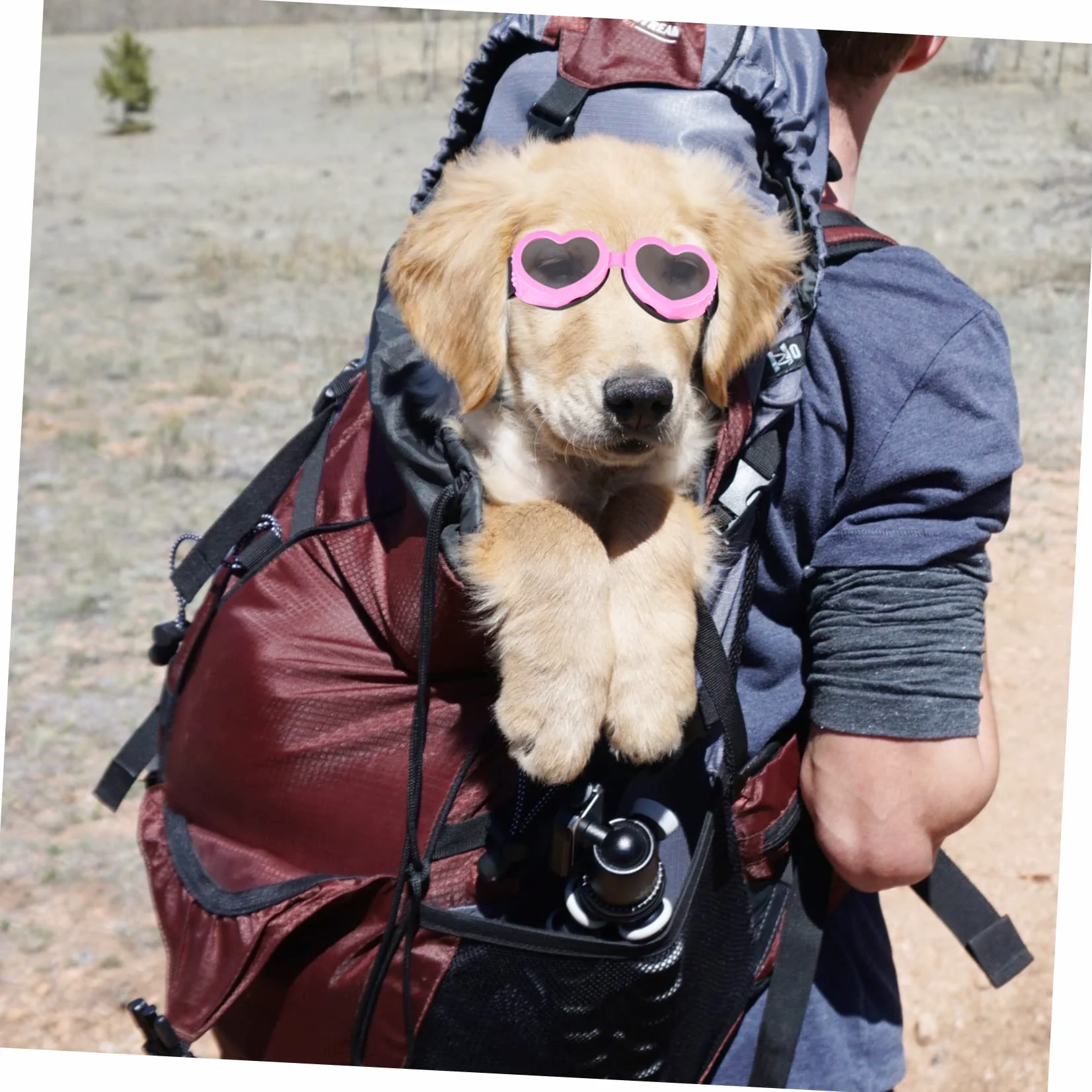 BESPORTBLE 4 Pz Occhiali Per Animali Domestici Pieghevole Cagnolino Occhiali Protettivi Da Sole Pieghevoli Per Cani a Cuore Da Sole Uv Pc Impermeabile Rosa