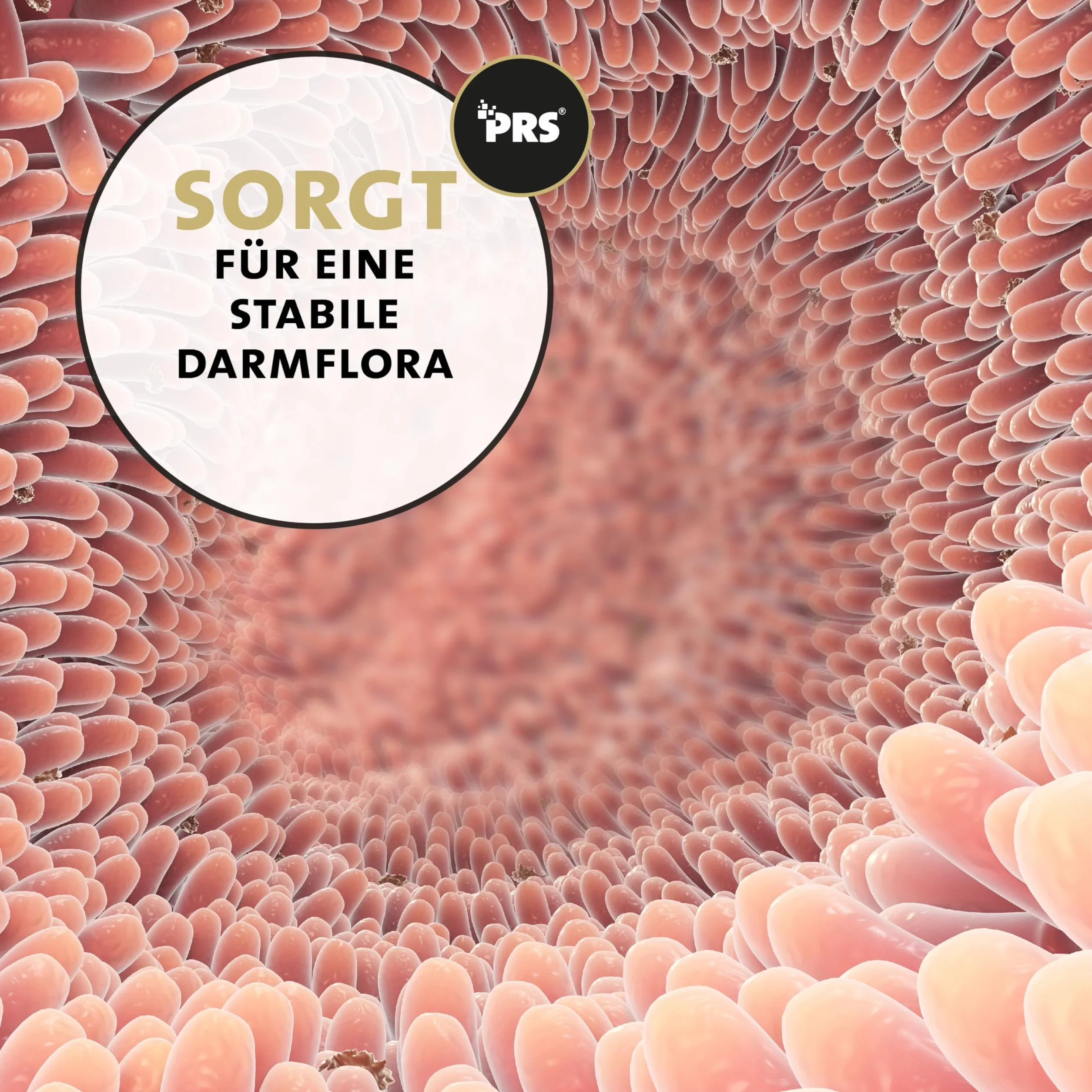 Peticare Polvere Digestione e Intestino Cavalli – Supporto Naturale per la Flora Intestinale – Con Fibre Prebiotiche ed Erbe – Integratore Gastrointestinale
