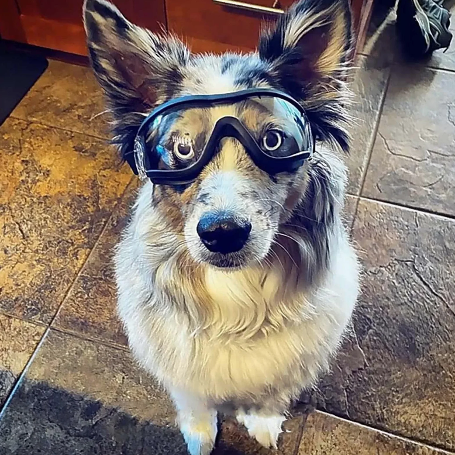 Occhiali da sole trasparenti antivento per cani di piccola taglia con cinturino elastico per cani lunghi