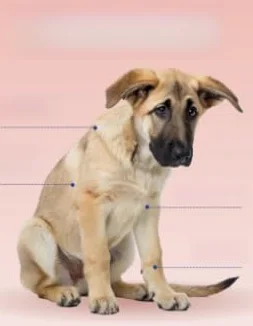 2 pezzi - Non OGM - Funghi coda di tacchino per cani - Senza latticini | Energia e immunità, Riduce il disagio gastrointestinale causato da cambiamenti alimentari, stress e cambiamenti ambientali a