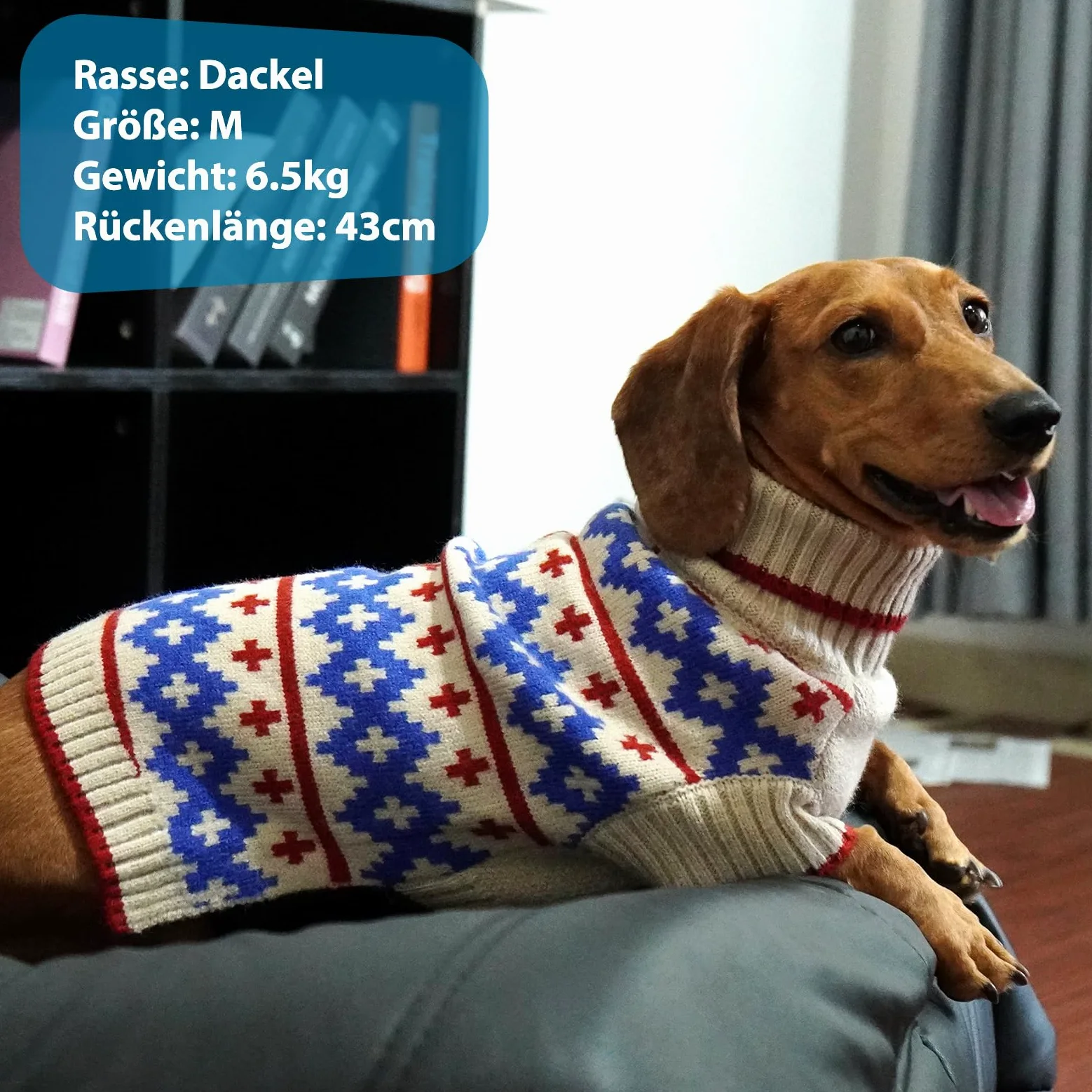 Cani Maglione Albicocca