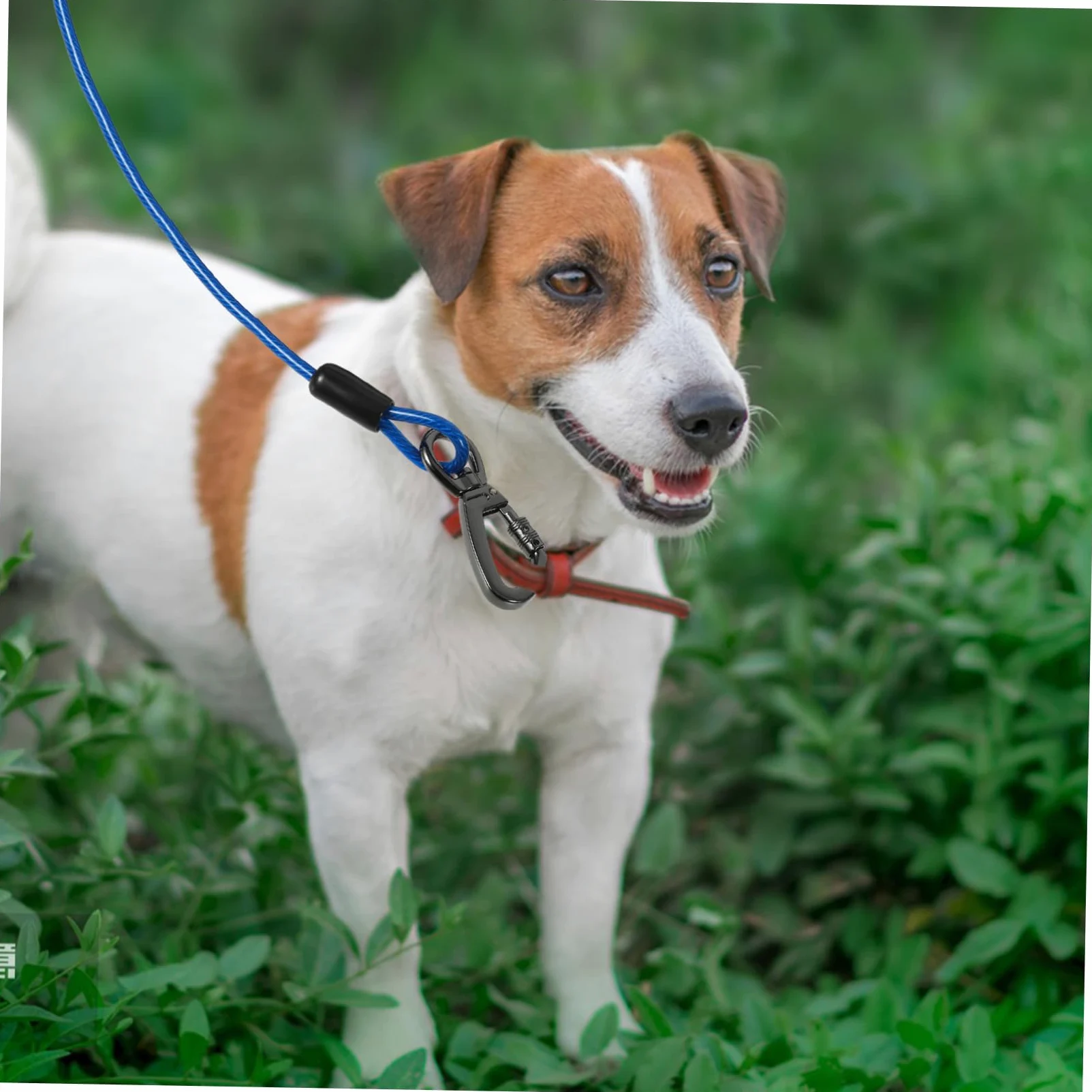 Guinzaglio Addestramento Cane Corda in Filo D'acciaio Blu | Doppio Aggancio in Lega di Zinco, Rivestimento Pvc, Leggero e Delicato sulla Pelle