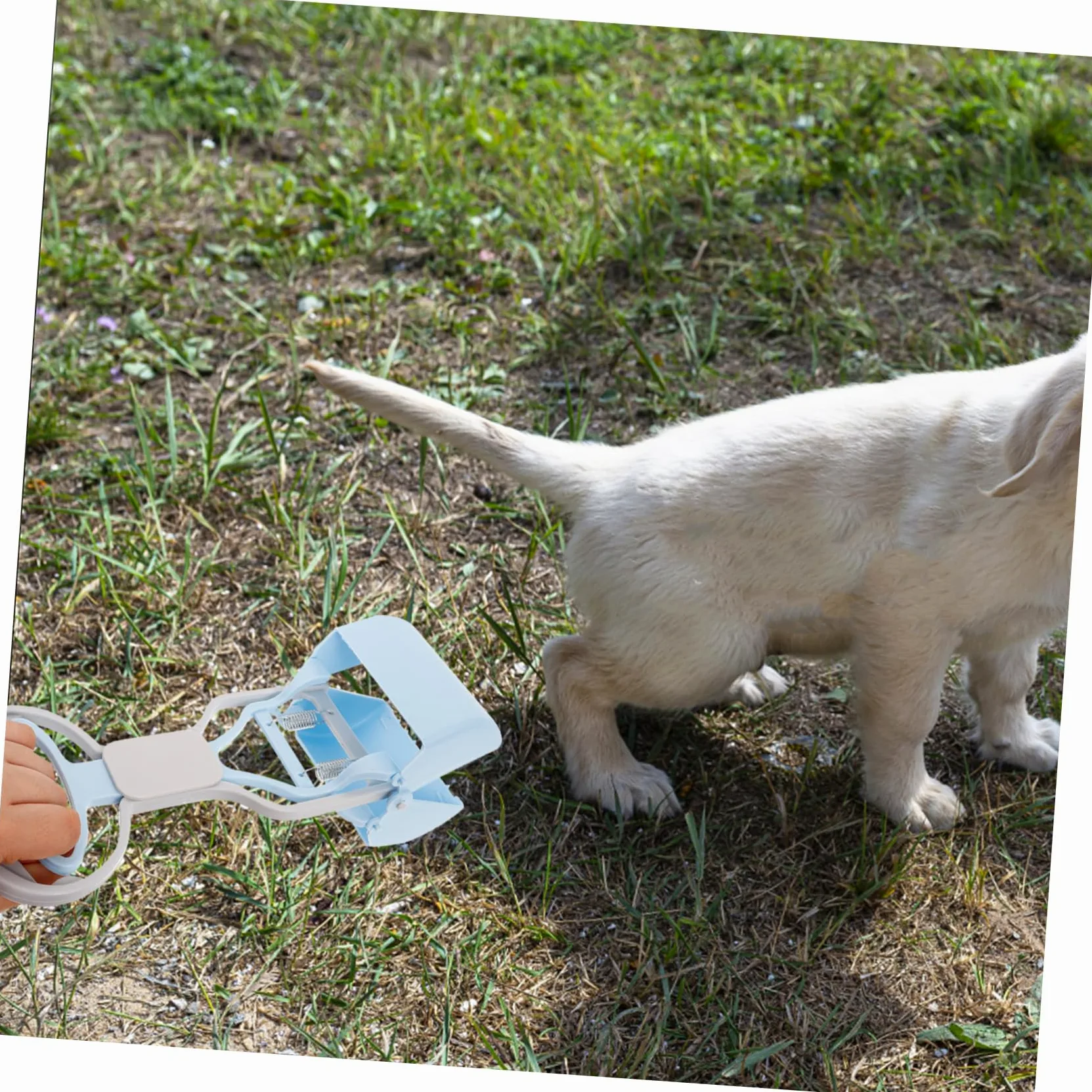 Sosoport 5pezzi Scooper Riutilizzabile per Feci di Animali Domestici Strumento Pratico e Resistente Manico per Pulizia Facile Giardino e Passeggiate Accessorio per Cani e Gatti