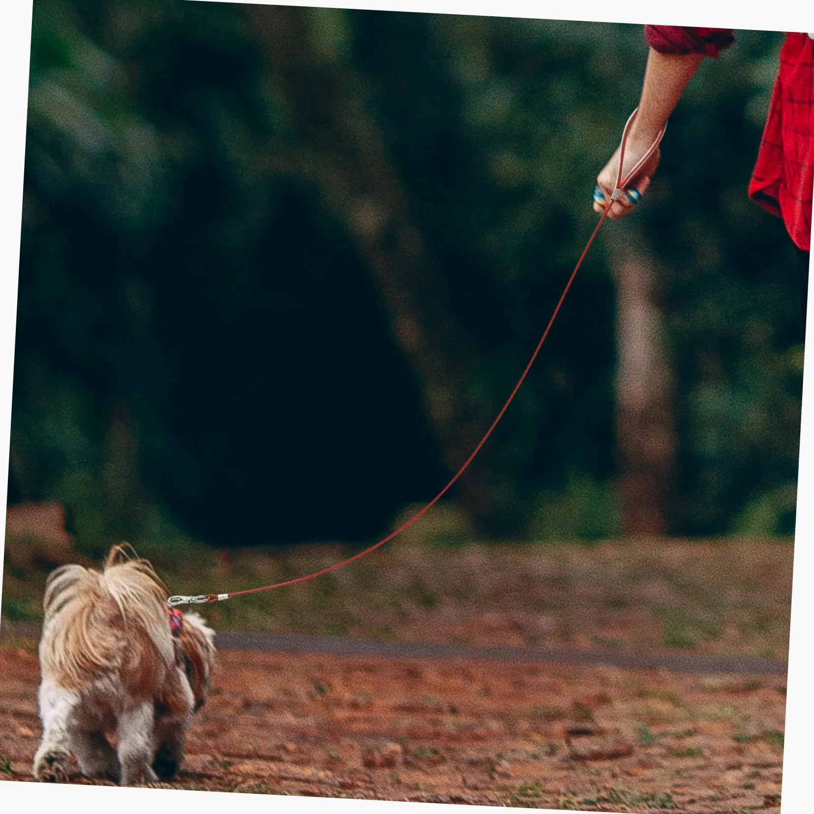 Sosoport 4pezzi Guinzaglio Per Cani Acciaio Resistente Agli Strappi Antimasticabile Accessorio Sicuro Per Passeggiate Quotidiane e Attività All Aperto