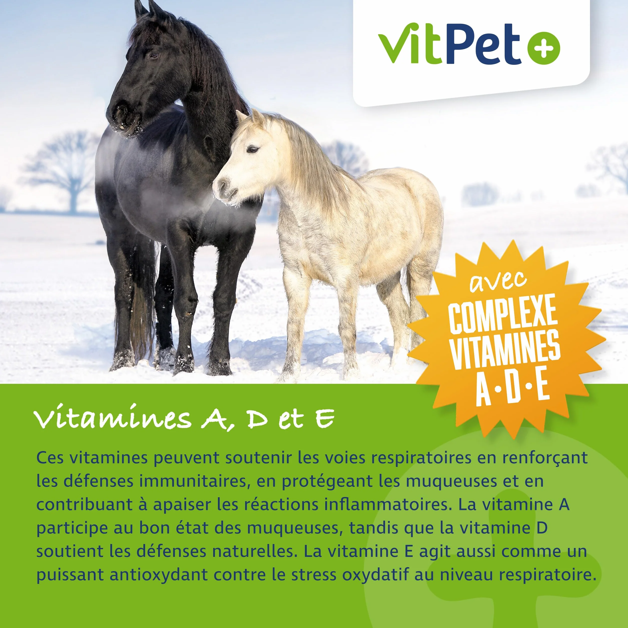 PneumoVit – Cavallo per la tosse – 1,2 kg – Con eucaliptolo naturale – Supporto respiratorio e immunitario – Facilita l'espettorazione – Espettorante e lenitivo