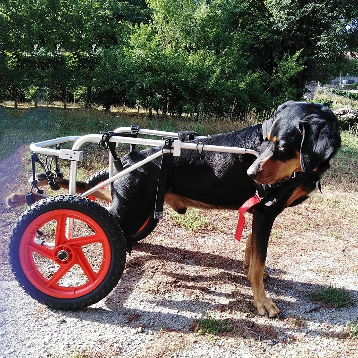 Sedia a Rotelle per Cane Carrellino Scooter Carrozzina per Cani,Adatto a Animali Domestici Disabili Piedi Gambe Posteriori Riabilitazione,Regolabile,2 Ruote