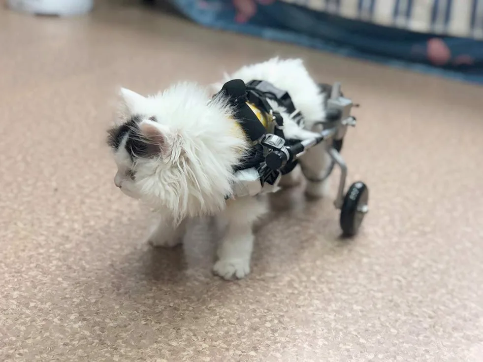 Rimorchi Passeggini Sedia a Rotelle per la Riabilitazione delle Zampe Posteriori di Cane Gatto Coniglio e Cuccioli, Carrello per Cani Anziani Feriti Disabili, Carrellino per Tutti i Cani