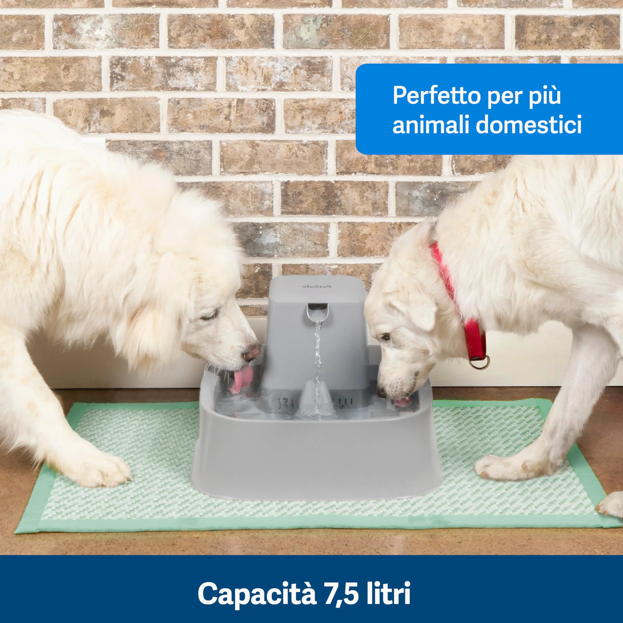 PetSafe Drinkwell - Fontana per Bere per Cani e Gatti con Ampia Superficie di Abbeveraggio, Struttura Pensata per Baffi Sensibili e Capacità di 7,5 Litri