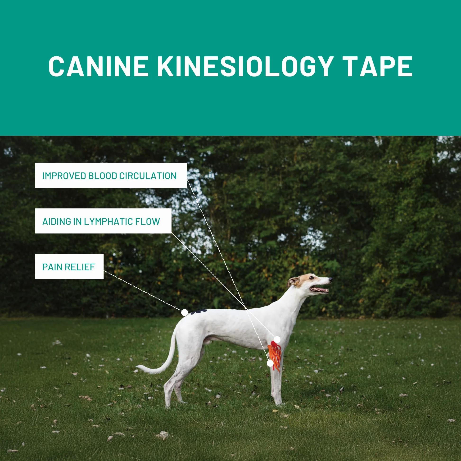 Vetkin Tape Kit Introduzione Equino | Nastro Kinesiologia Equina | Libro di Taping per Cavalli | 3 Dimensioni di Nastro Kinesiologia Veterinaria | Forbici Premium