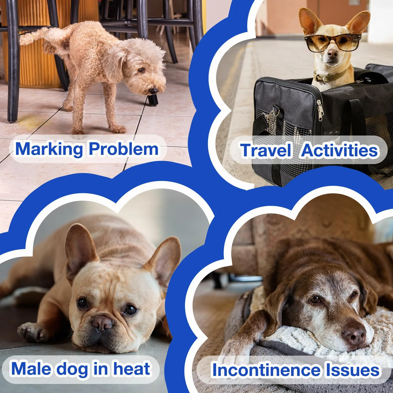 MICOOYO Pannolini usa e getta per cani maschi, mutandine super assorbenti per cani maschi, pannolini per cani con indicatore di umidità (S, confezione da 50)