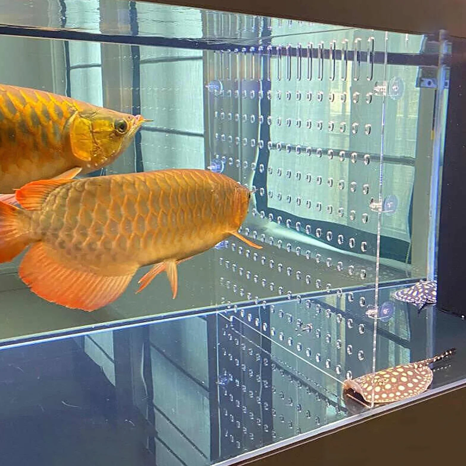 divisori per acquario Divisore per acquario in acrilico trasparente, piastra per griglia isolante per acquario di grandi dimensioni con ventosa, divisorio per allevamento di pesci(50x60cm/19.7x23.6in)