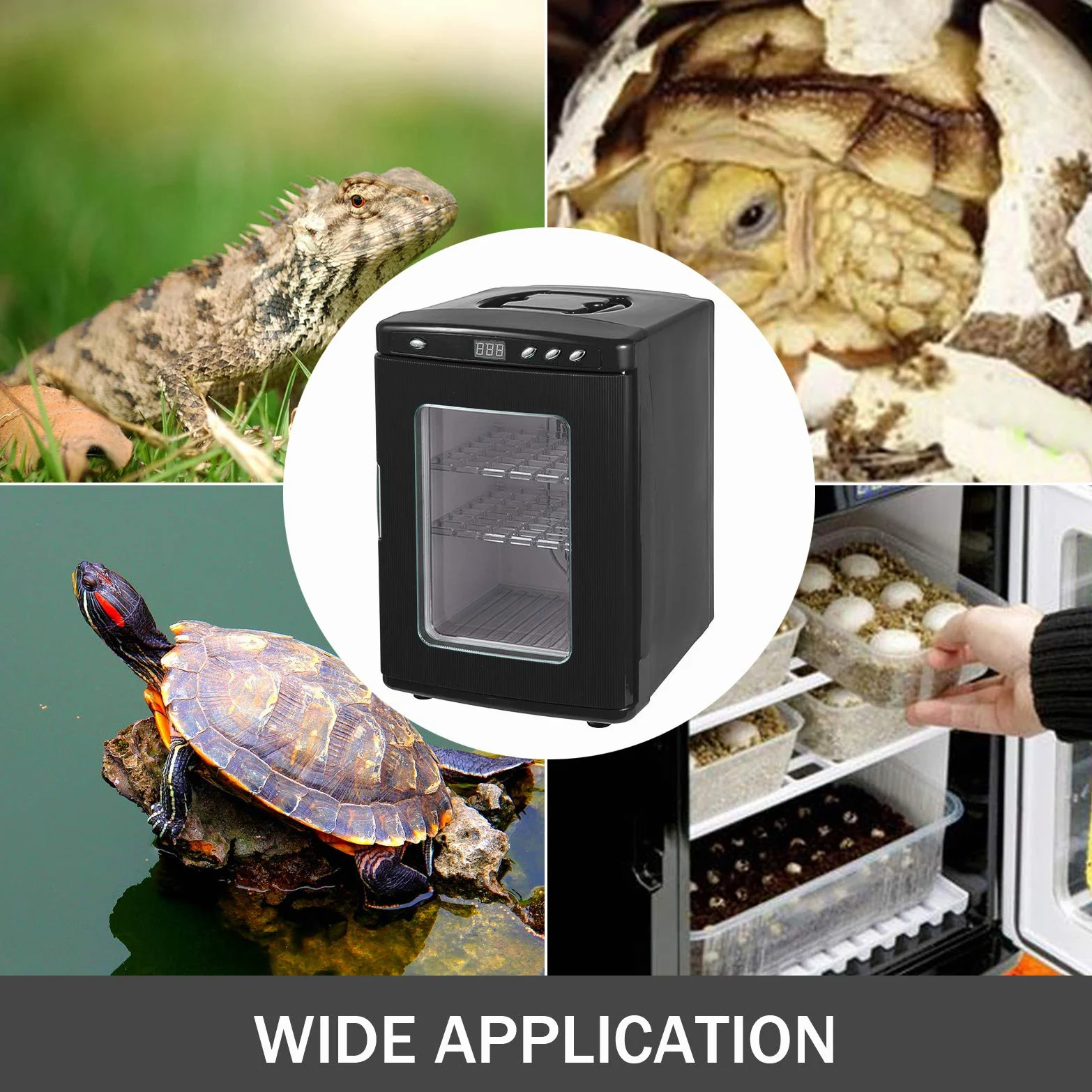 Incubatore per uova di rettile da 25 l, incubatrice per uova di rettile nero da 5 a 60 °C, per riscaldamento scientifico a led per piccoli rettili