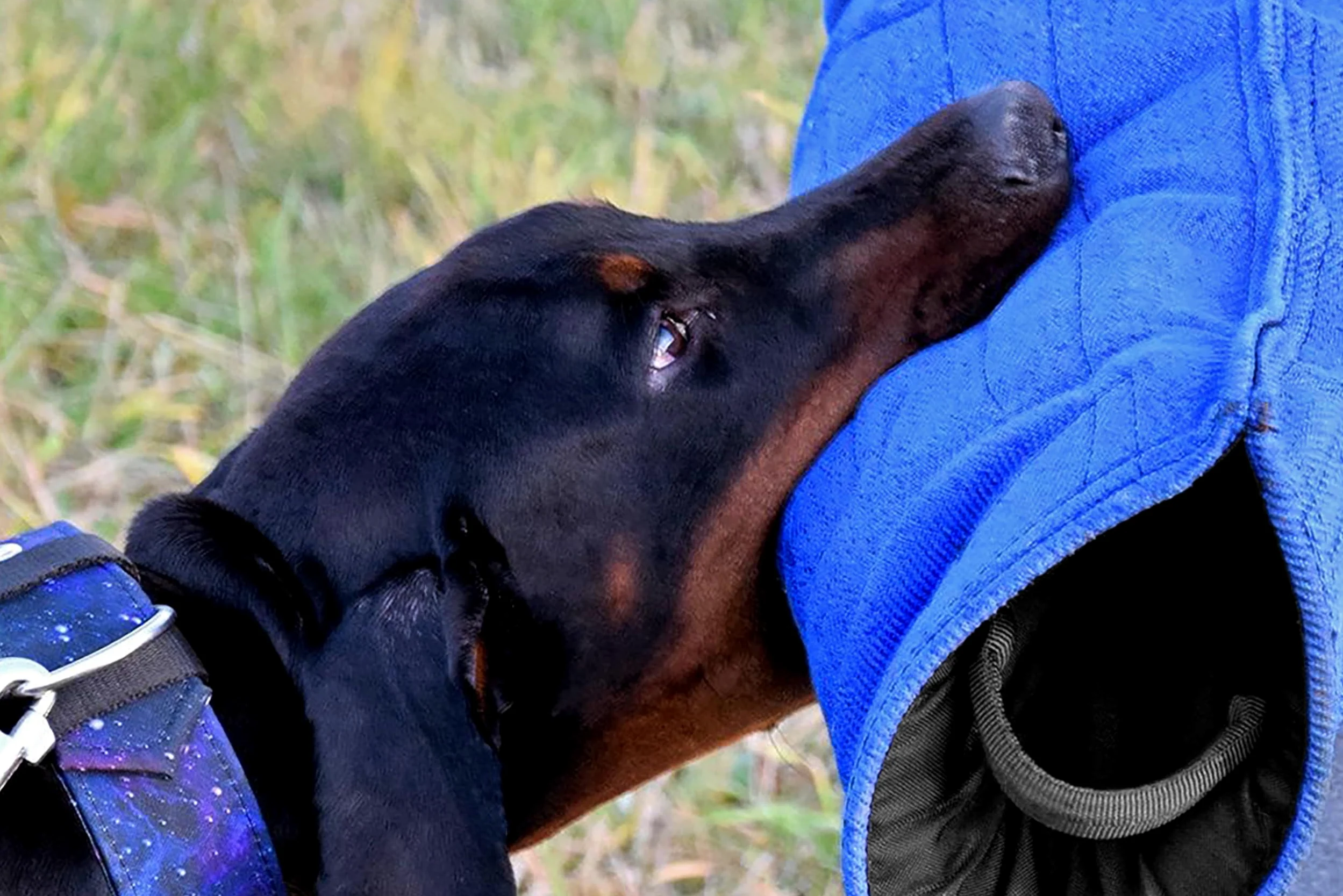 Dingo Gear S01966 - Manicotto per addestramento del Cane a Bassa durezza, Realizzato a Mano, in Materiale Francese, Colore: Blu