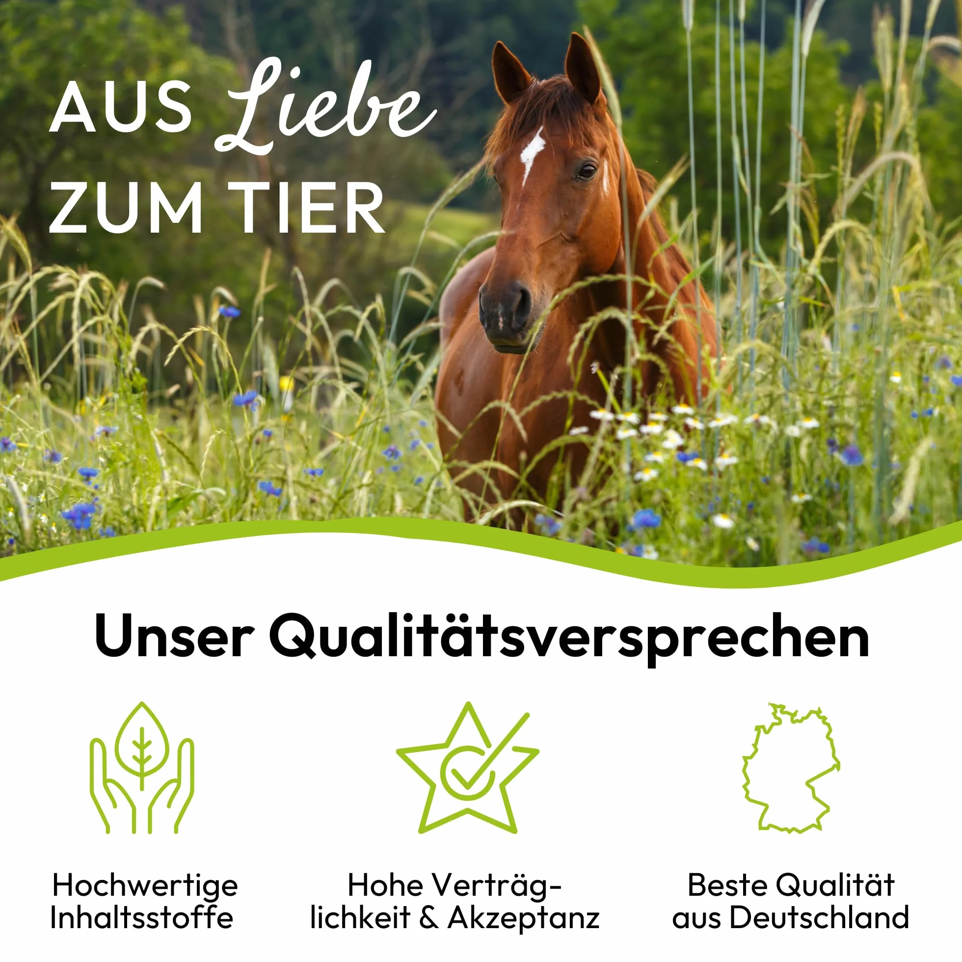 PHA Vitamina B complesso cavallo: supporta nervi, zoccoli, pelo e metabolismo, liquido anti-stress per cavalli, per lenire, vitamine B 5 l