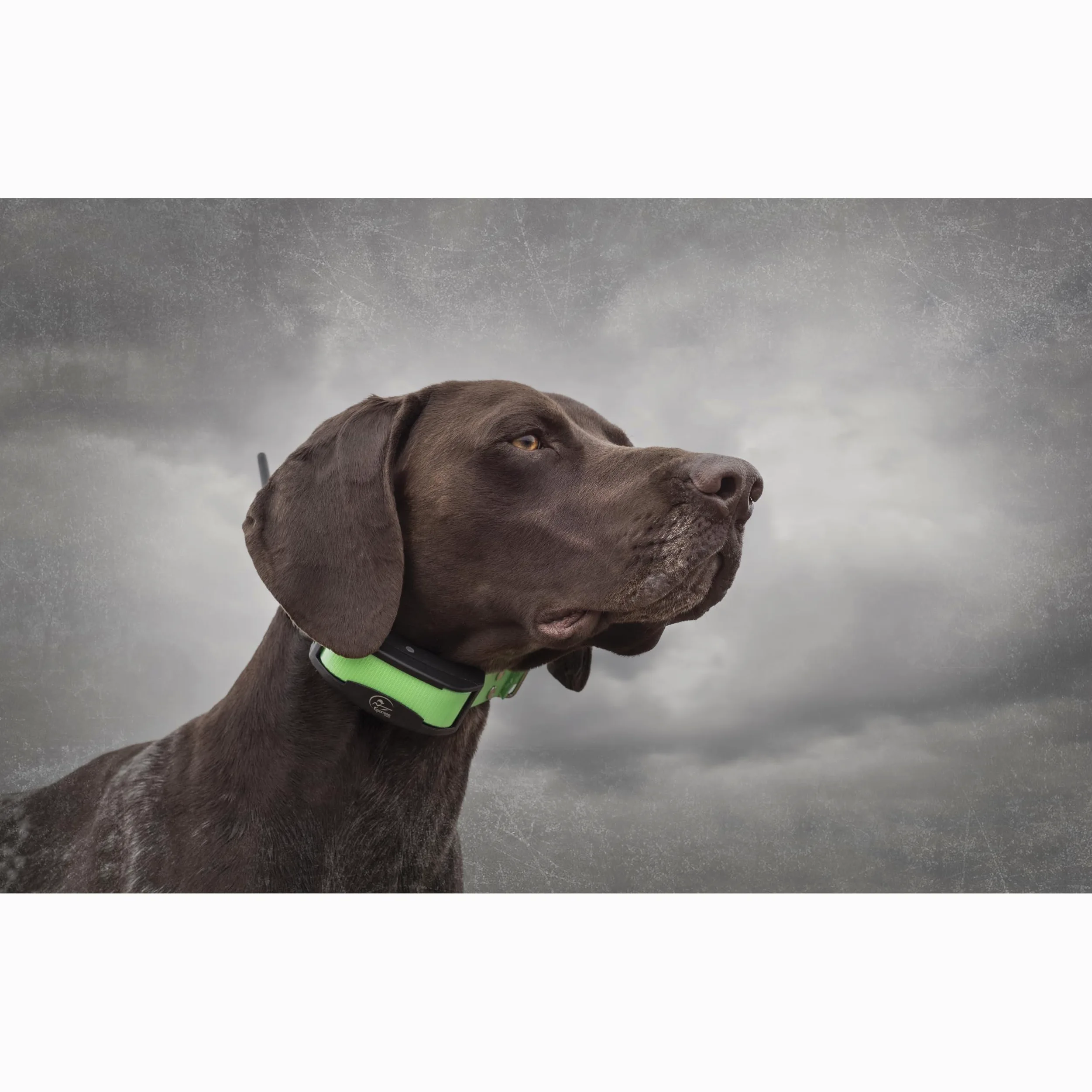 SportDOG TEK Series 1.5 - Sistema GPS per il Monitoraggio del Cane con Localizzazione in Tempo Reale, Tecnologia HopTek e Collare Ricevitore Impermeabile