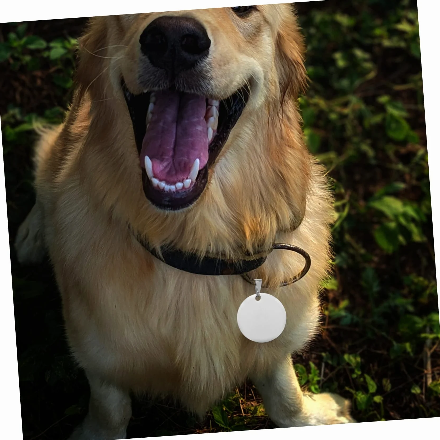 POPETPOP 3 Set Etichetta Di Identità Animale Targhetta Personalizzata Medaglietta Cane Medaglietta Di Riconoscimento Ciondoli Vuoti A Cerchio Piatto Cani Medaglietta in Titanio 10 Pezzi * 3