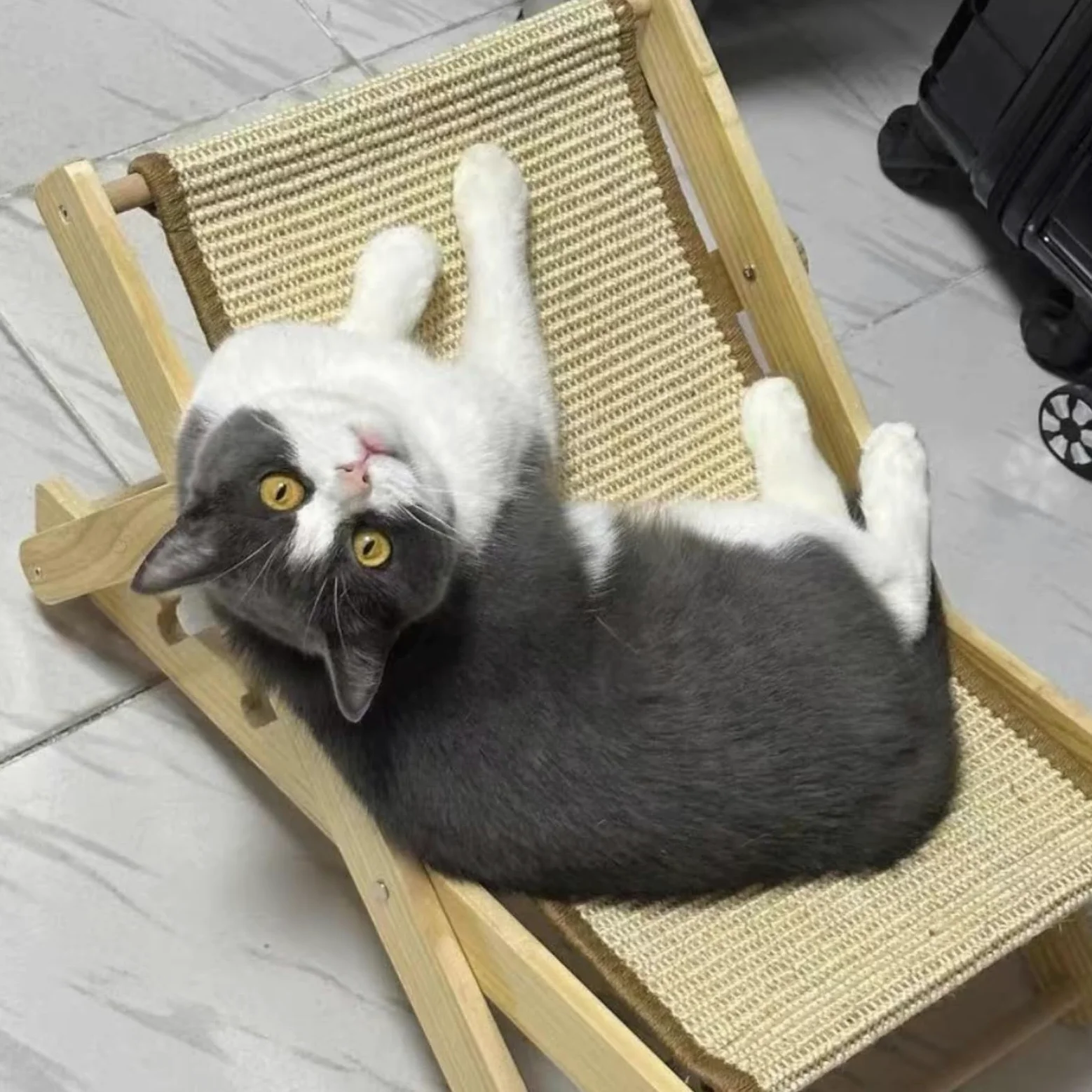 Cuccia Regolabile per Gatti, Poltrona per in Sisal, Amaca Pieghevole per Gatti, Capacità di Carico di 10 kg, Regolabile su 4 Livelli, per Cani di Piccola Taglia, Piccoli Animali