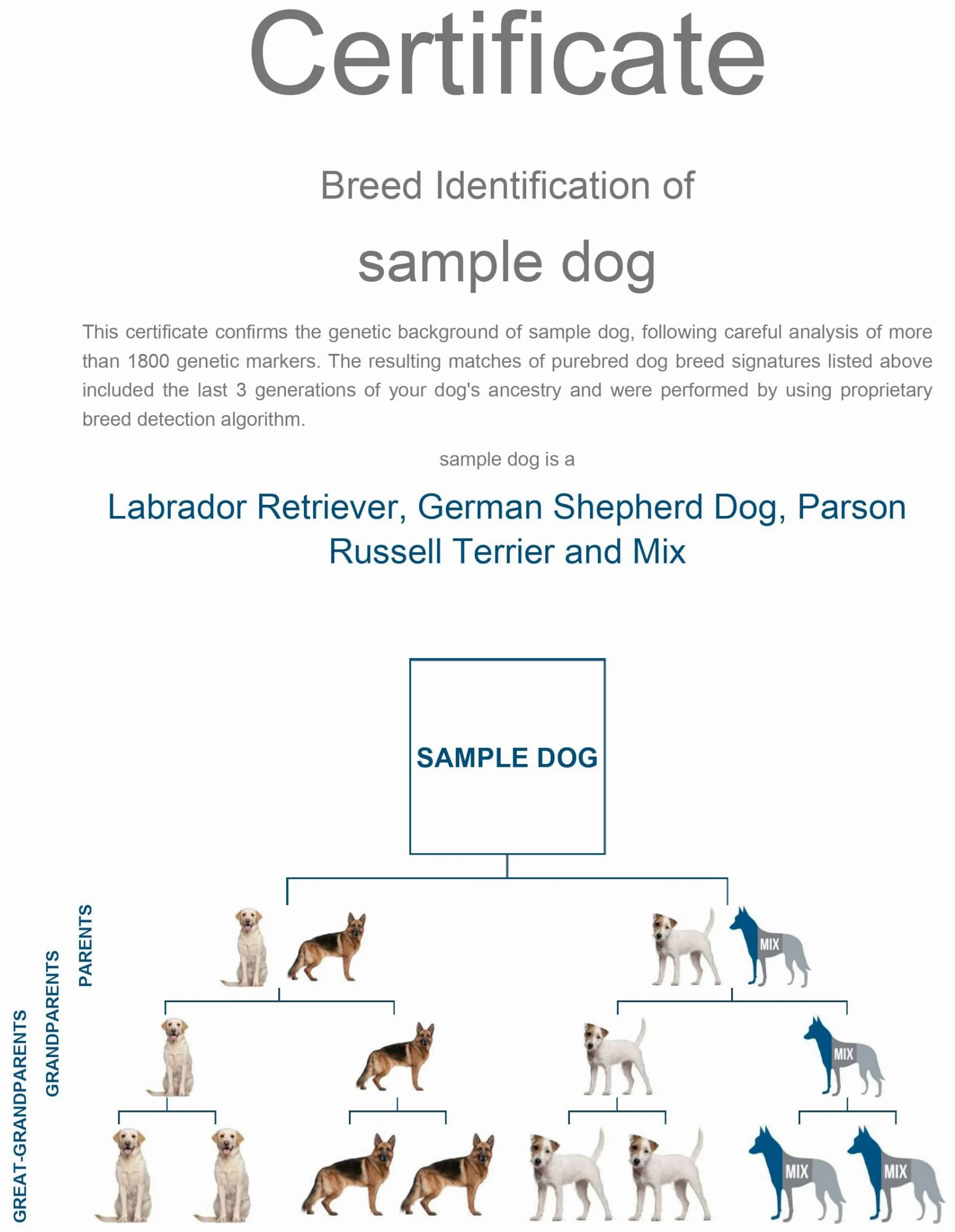 Kit Test Dna Razze Canine | + di Oltre 350 Razze con Dati in Percentuale | Albero genealogico | Peso previsto | Tratti genetici | Kit Completo per Test Senza Costi aggiuntivi