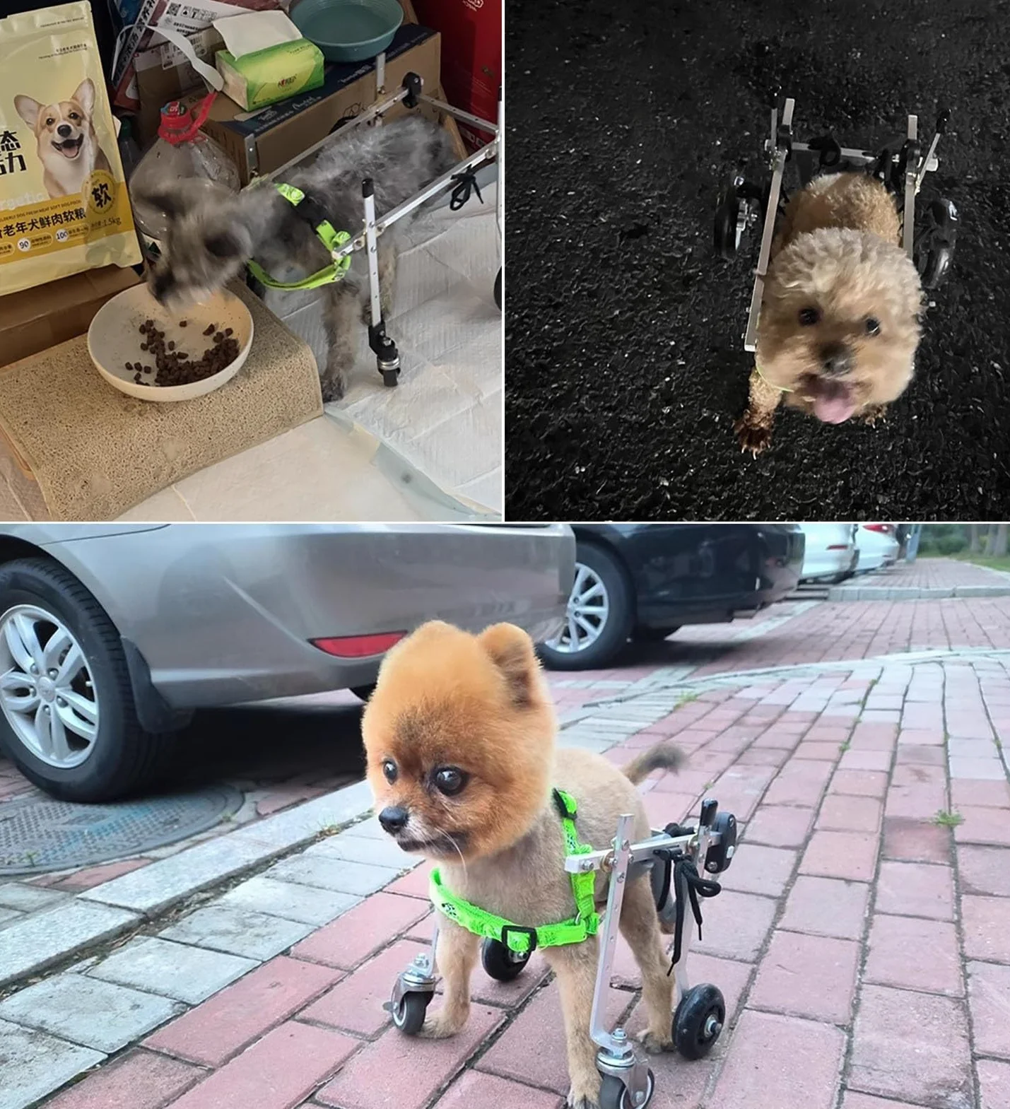 Carrello Cani Disabili Xxs/ Xs/ S Carrozzina per Gatti per Zampe Posteriori, Quattro Ruote Ausili per La Mobilità per Artrite Canina per Riabilitazione, Carrello Portatile per Tutore per Gamba Debole(