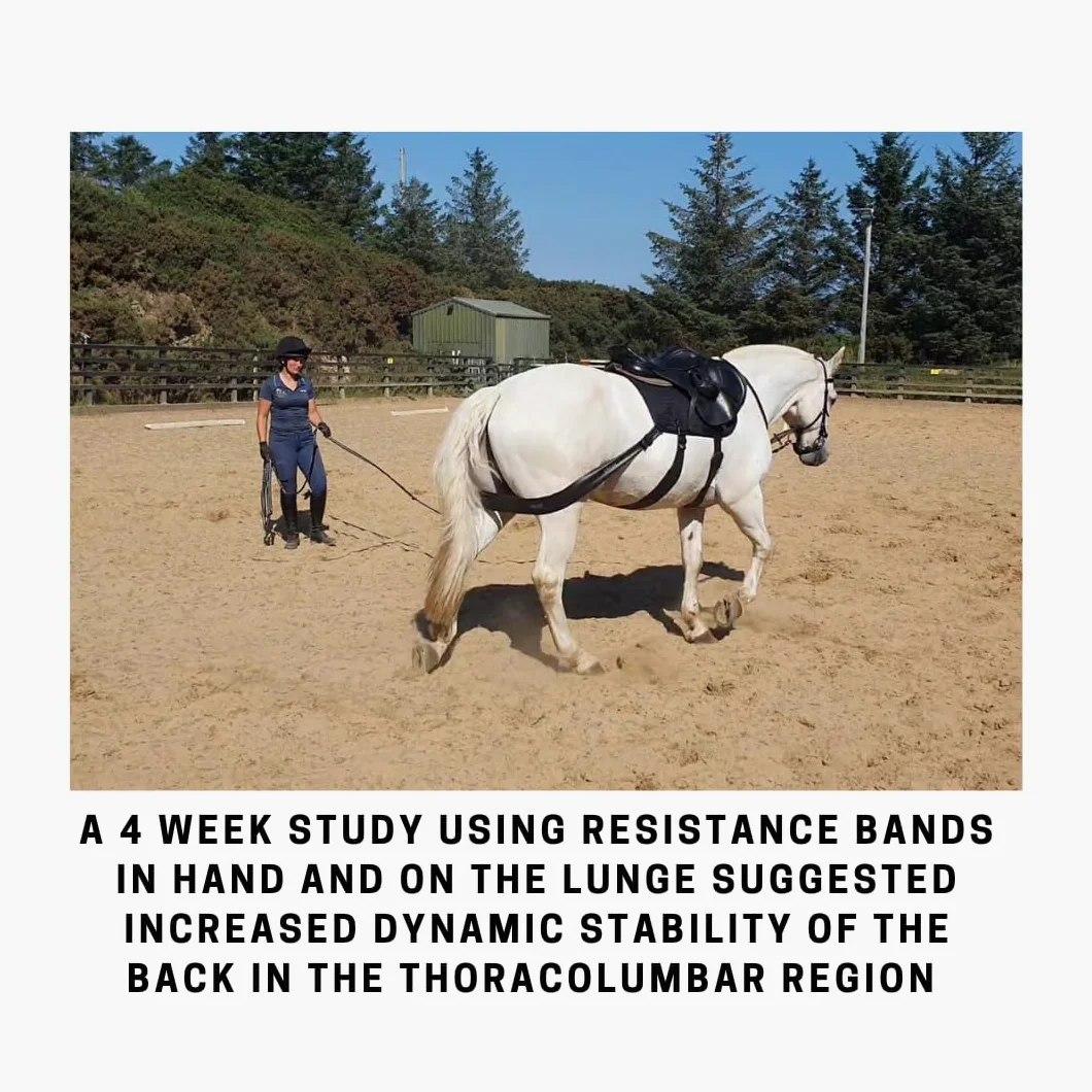 Equine Band System – Dressage Core Conditioner Training Aiuto per cavalli con fasce fisioterapiche professionali e sottosella dressage Equine Balance Bands.
