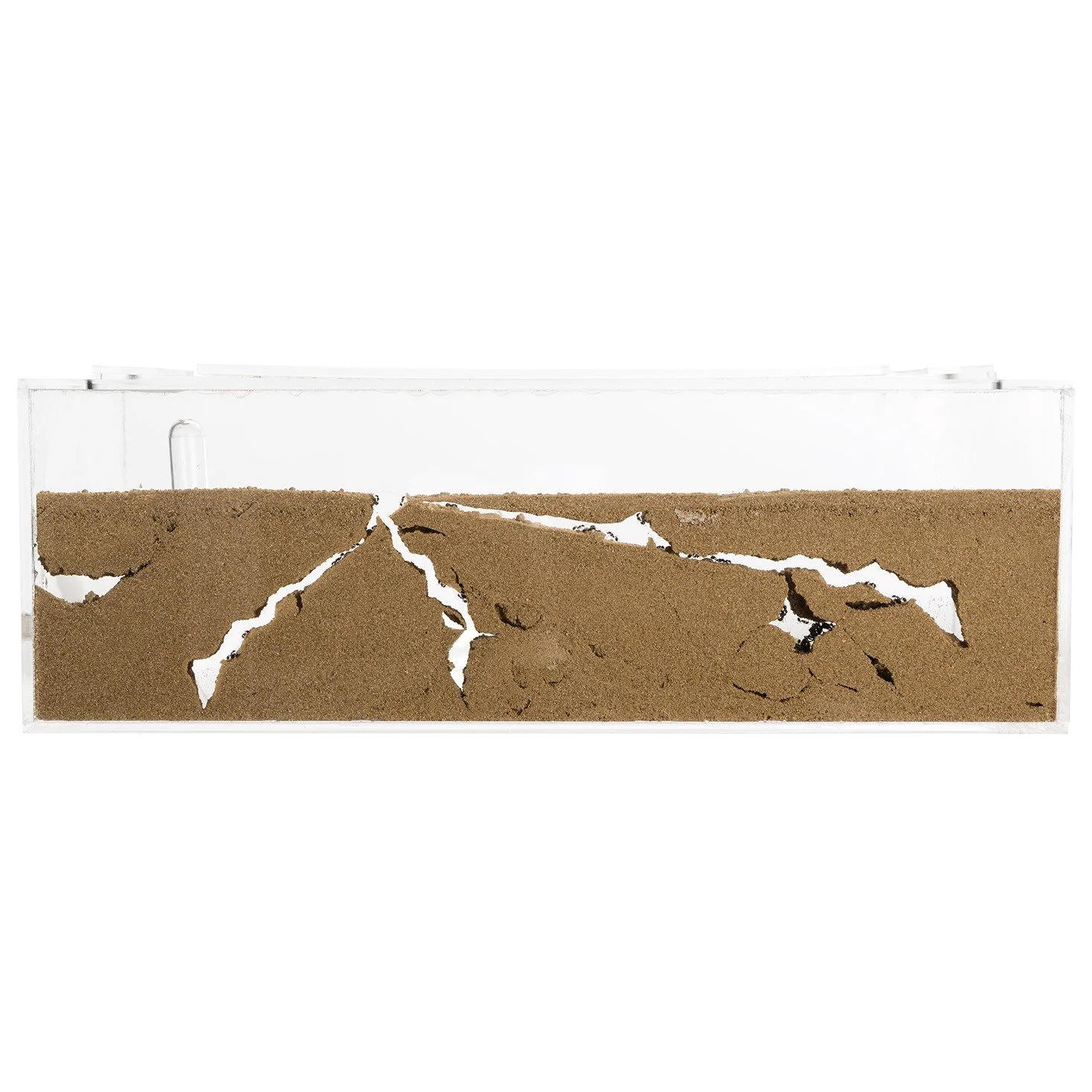 AntHouse - Fattoria di formiche in sabbia naturale - Set iniziale in acrilico grande 30x15x10 cm (Formiche)