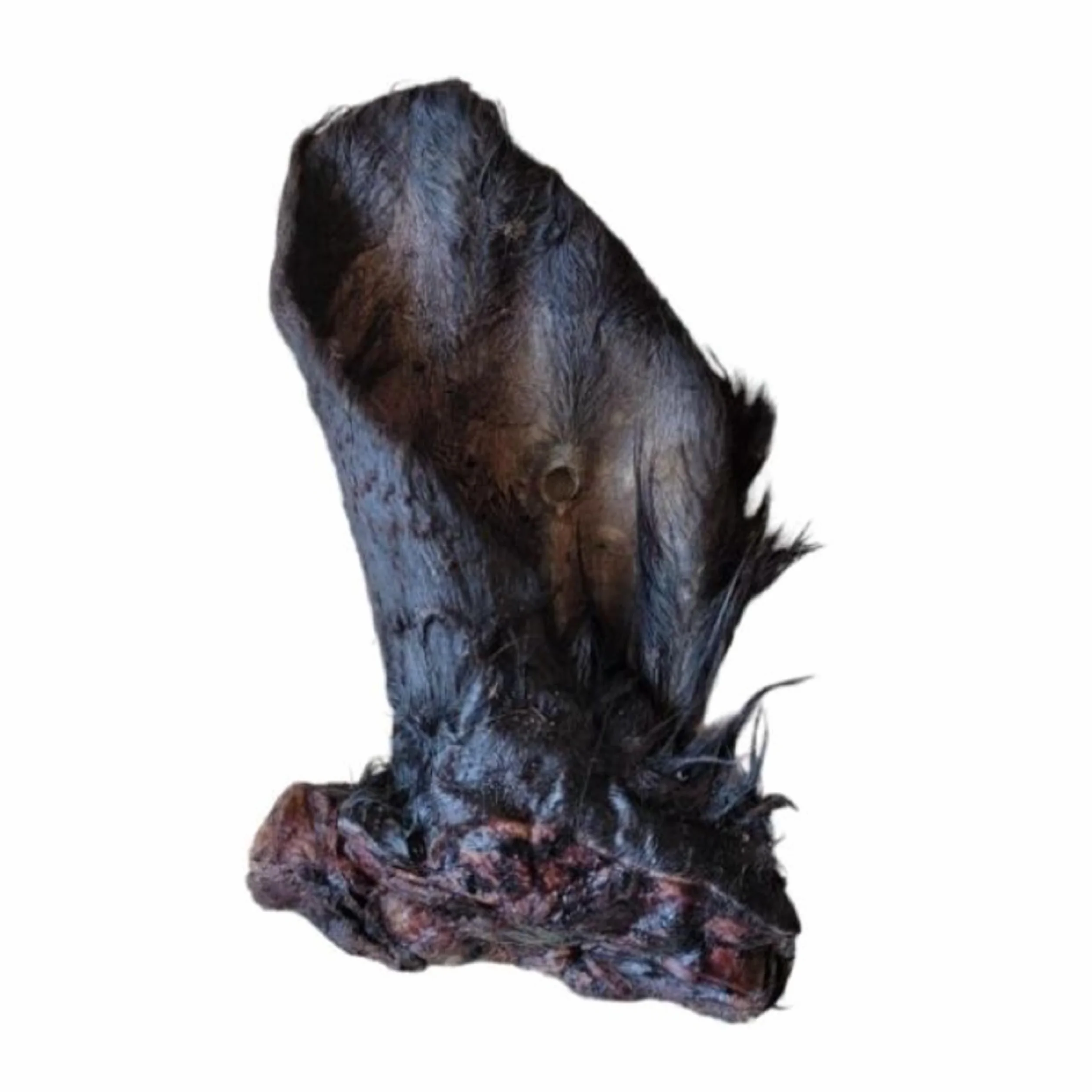 Premium - Orecchie di bovino per cani – XXL – orecchie di manzo con pelliccia – orecchie di bovino come cuoio capelluto di bovino – articolo da masticare – Lucze Premium per cani (20 pezzi)