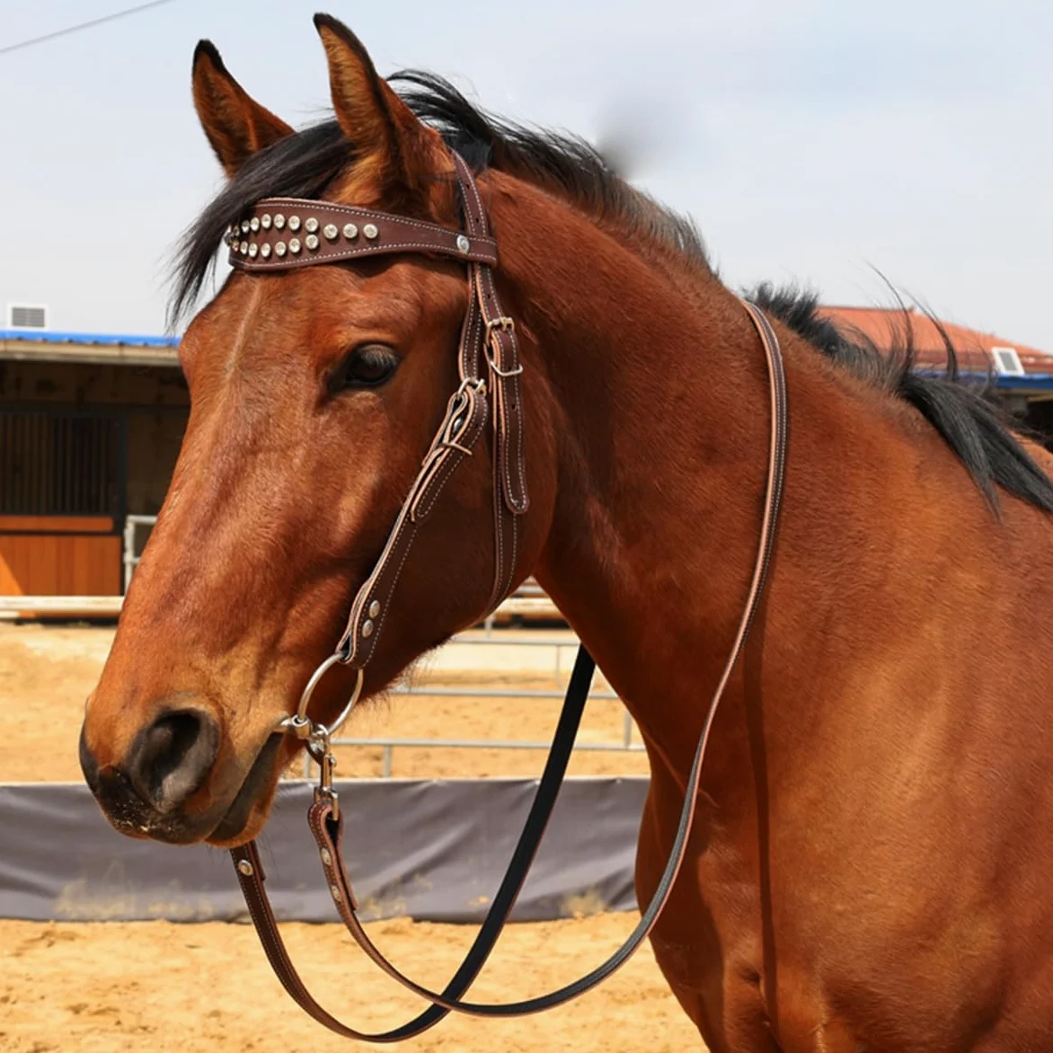 Briglia per cavalli Western in pelle di vacchetta - Testiera per cavalli Western - Attrezzatura equestre - Briglia Hobby(black,M)