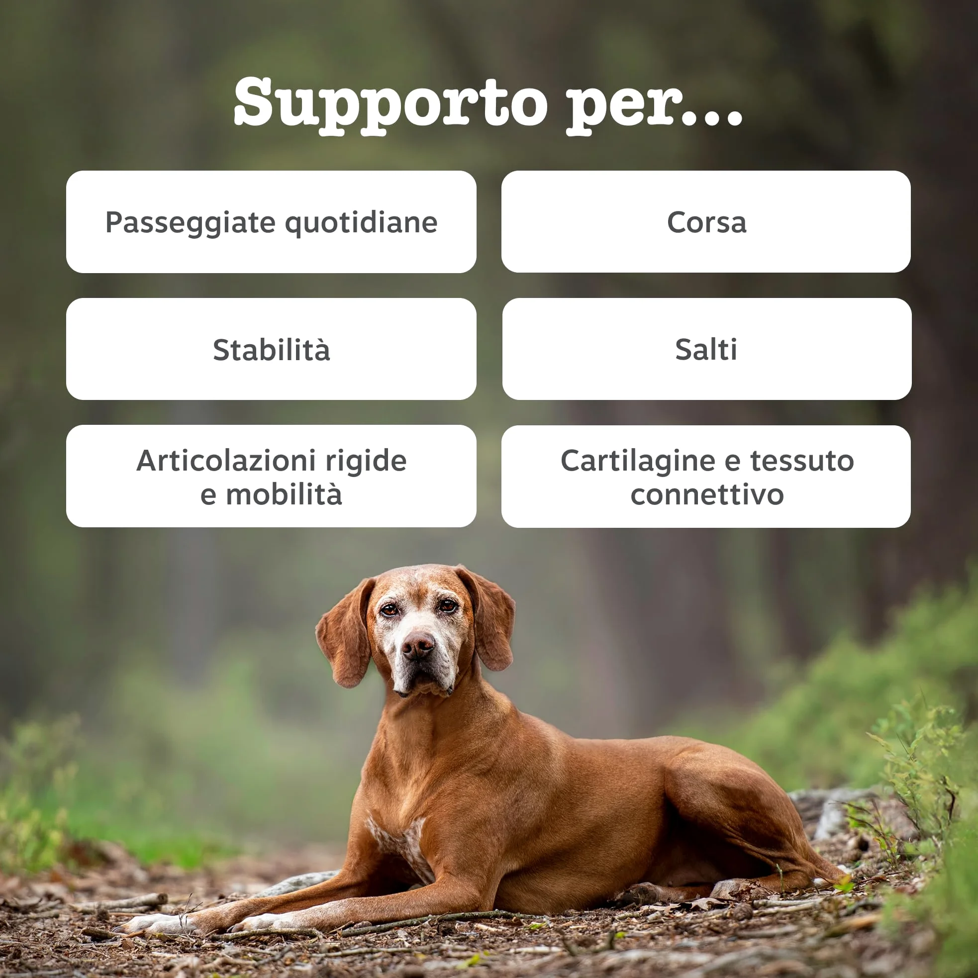 Zesty Paws Hip & Joint per Cani – Supporto Mobilità, Flessibilità Articolare, Articolazioni Rigide e Cartilagine – con Glucosamina, Condroitina e Cozza Verde – 90 Bocconcini