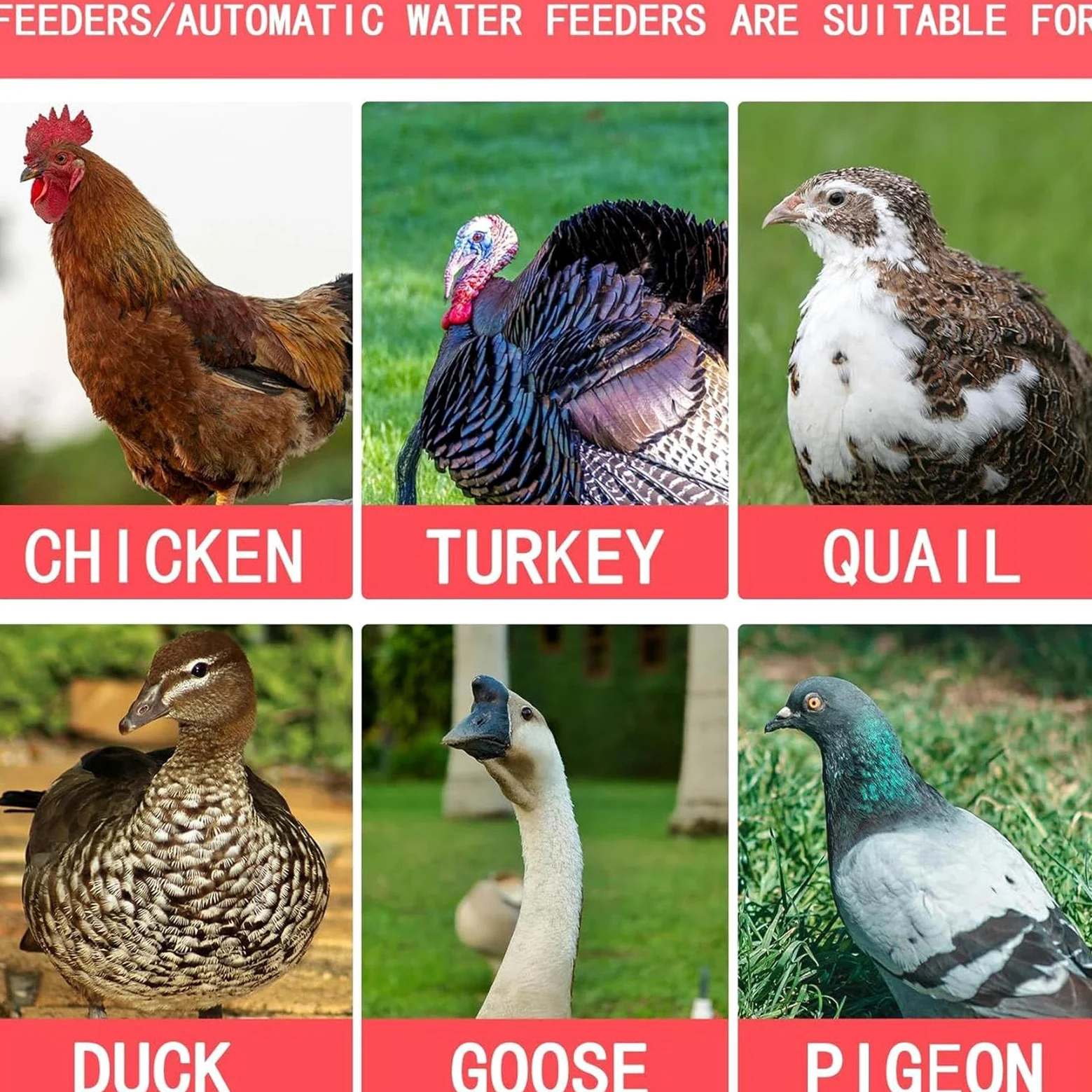 Mangiatoia per pollame, grande secchio automatico con coperchio, dispenser di cibo per pollo, per anatre, bantam, fagiani, tacchini, coop, fattoria, vacanze, esterno, maiale, pecore, piccoli animali