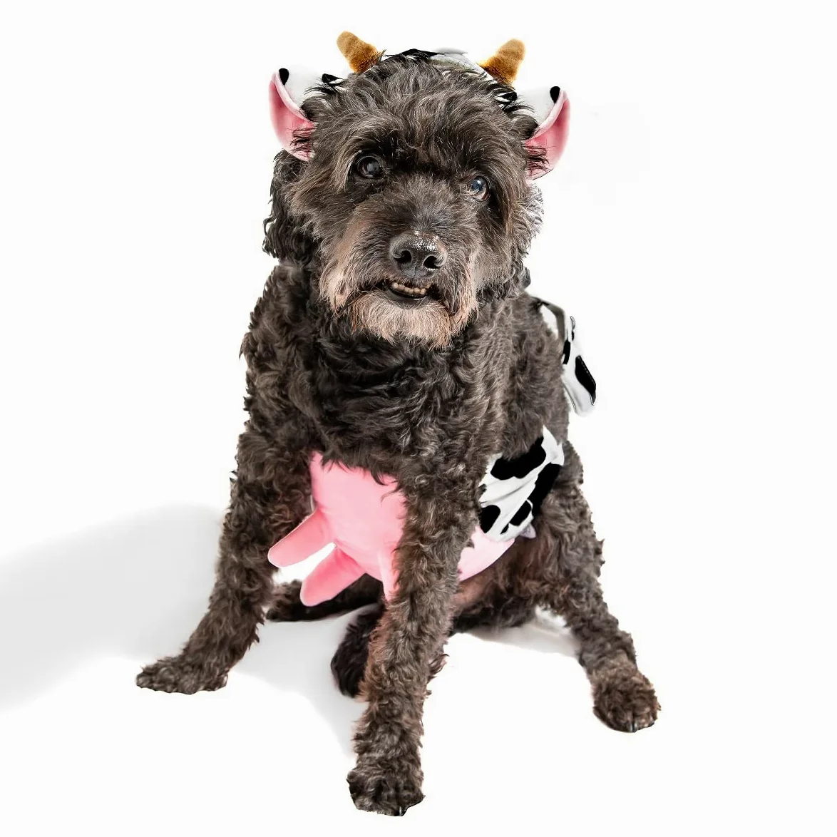 Midlee Costume per cani con fascia e mammelle