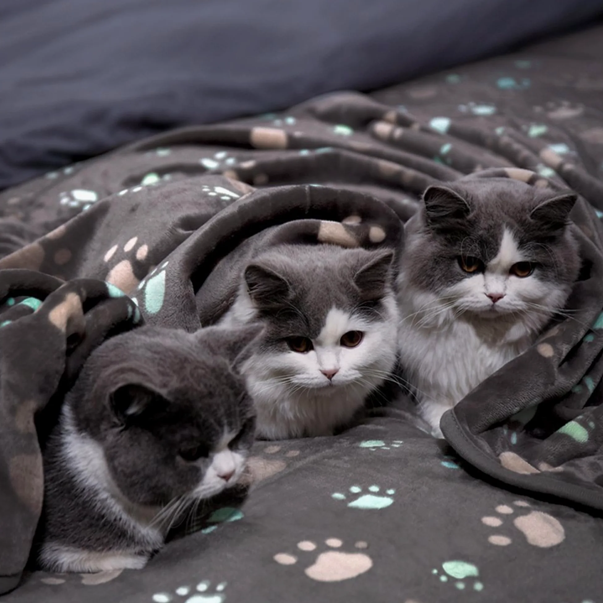 Confezione da 2 coperte per cani e gatti, lavabili, per cani e gatti di piccola e media taglia, coperta con stampa di zampe, calda coperta per animali domestici (stile 4, 2 pezzi, 200 x 160