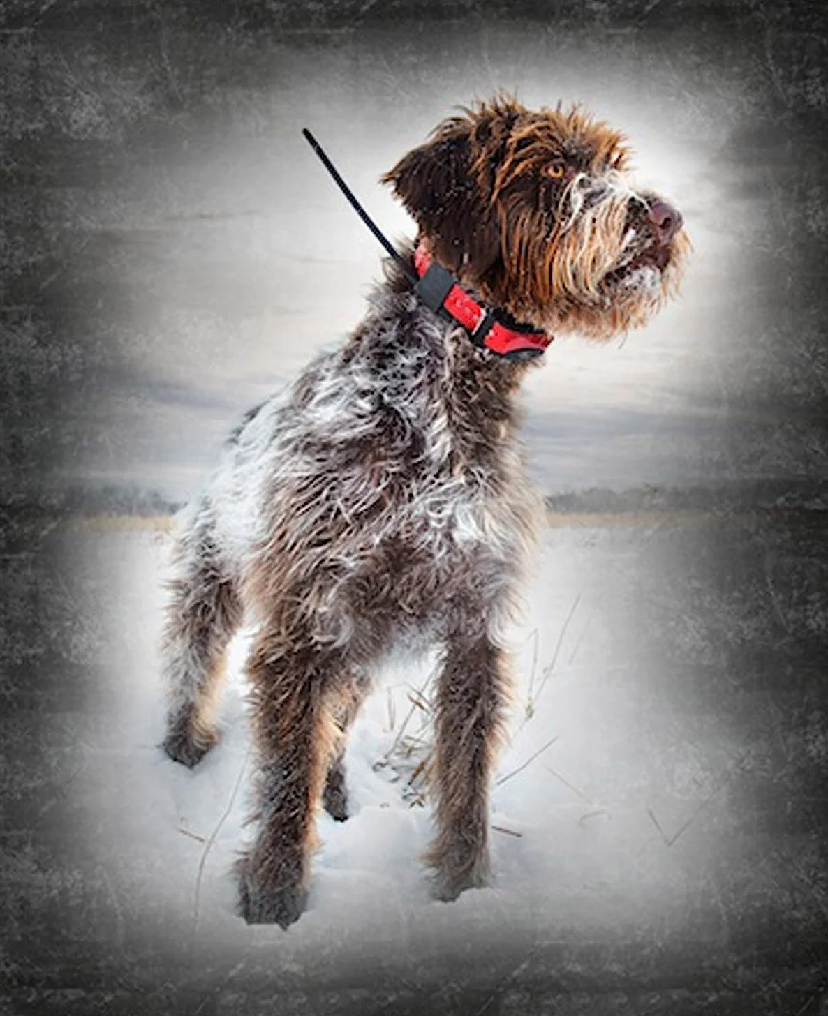 Sportdog Tek, Serie 2.0, Collare per Cani