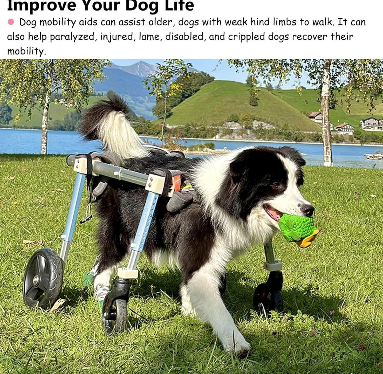 Carrello per La Mobilità del Cane, Cani Anziani Sedia A Rotelle,Supporto Regolabile per Animali Domestici con 4 Ruote per Cani Disabili,Carrozzina per Cani per Zampe Anteriori E Posteriori S