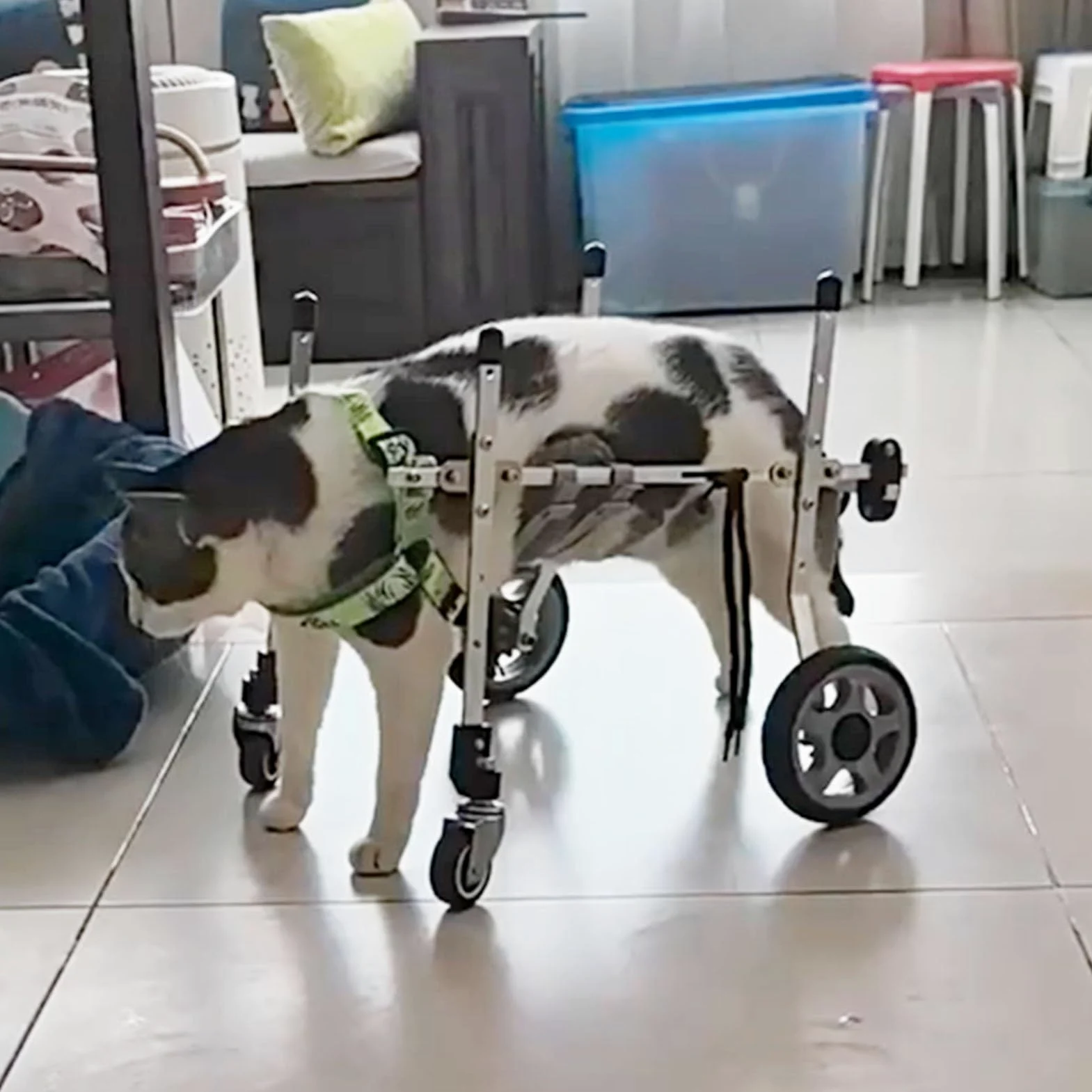 Carrello Cani Disabili Xxs/ Xs/ S Carrozzina per Gatti per Zampe Posteriori, Quattro Ruote Ausili per La Mobilità per Artrite Canina per Riabilitazione, Carrello Portatile per Tutore per Gamba Debole(