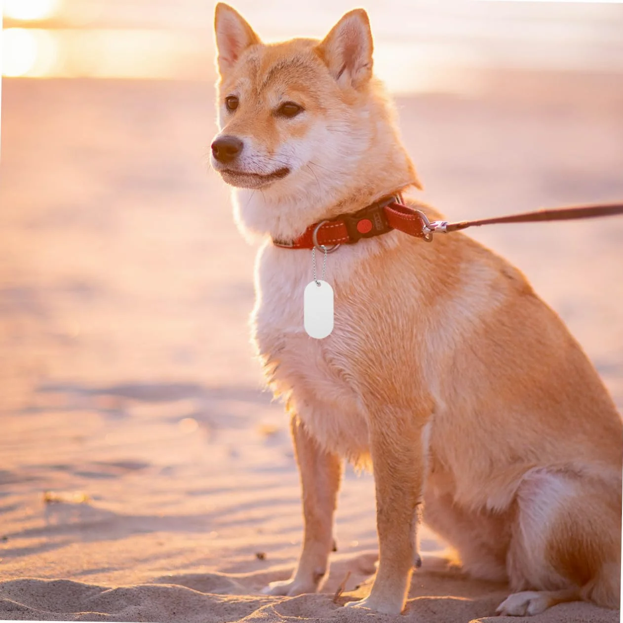 INOOMP 40pezzi Medaglietta Identificativa Per Animali Domestici Design Bifacciale Per Personalizzazione e Contatti Accessorio Pratico Per Cani Gatti e Piccoli Animali