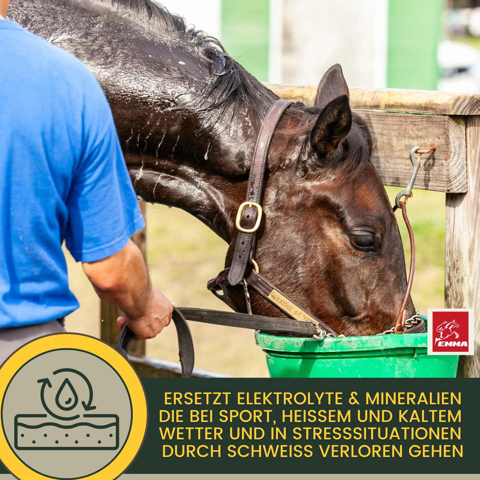 Elettroliti Cavallo - Pasta vitaminica per cavalli I Complesso vitaminico b Cavallo I Elettroliti Sodio Potassio Magnesio I Alimenti minerali Cavalli dopo la diarrea Vomito Acqua Sali minerali 3p.