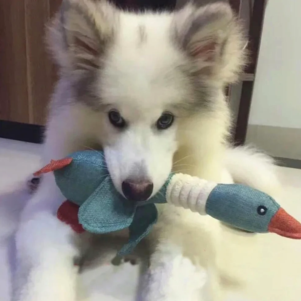 Giocattoli per cuccioli, Giocattoli for cani, giocattolo for a forma di anatra selvatica, for masticatori aggressivi, giocattoli for l'addestramento con squittio e puzzle, 2 pezzi(A)