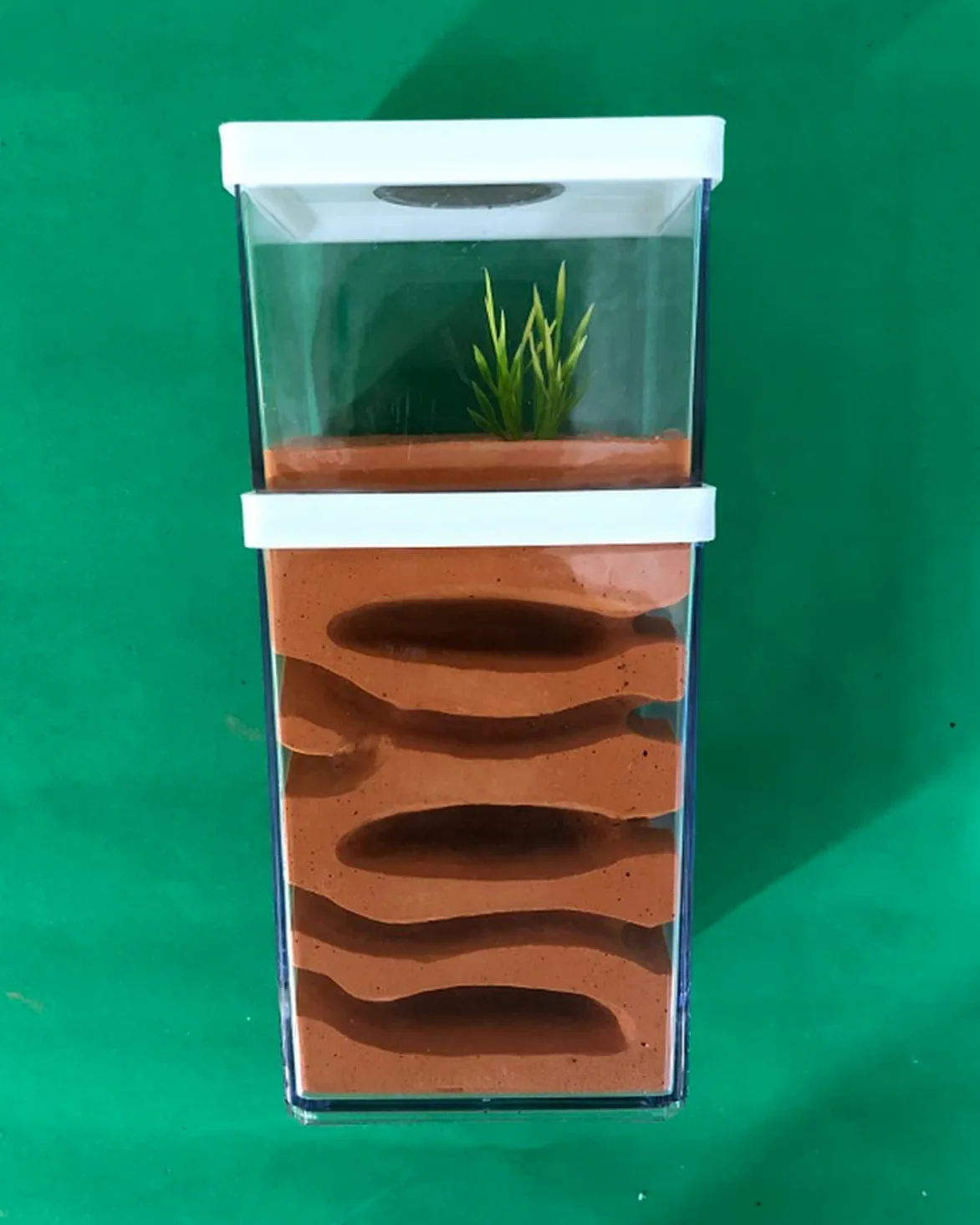 Casa Delle Formiche, Nido In Formica Gesso Fattoria Di Formicai Formicaio Formicarium AntHouse Ant Farm Scatola Per Formiche Alimentazione Habitat
