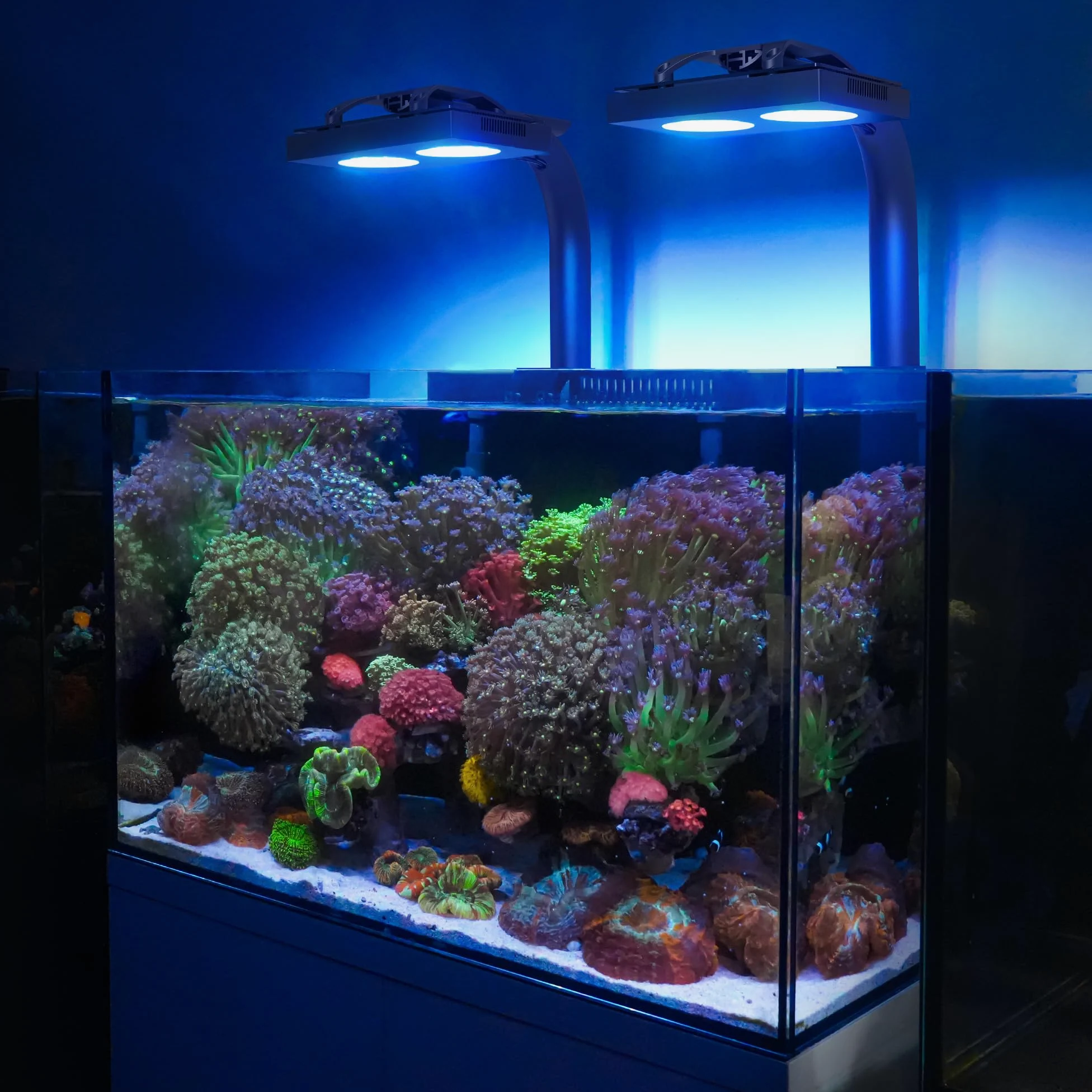 NICREW HyperReef 100 Gen 2 Illuminazione LED per acquario marino da 100W ideale per coralli SPS/LPS e pesci d'acqua salata con spettro potenziato blu viola lente e 5 canali programmabili
